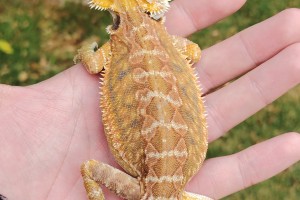Male bearded dragon