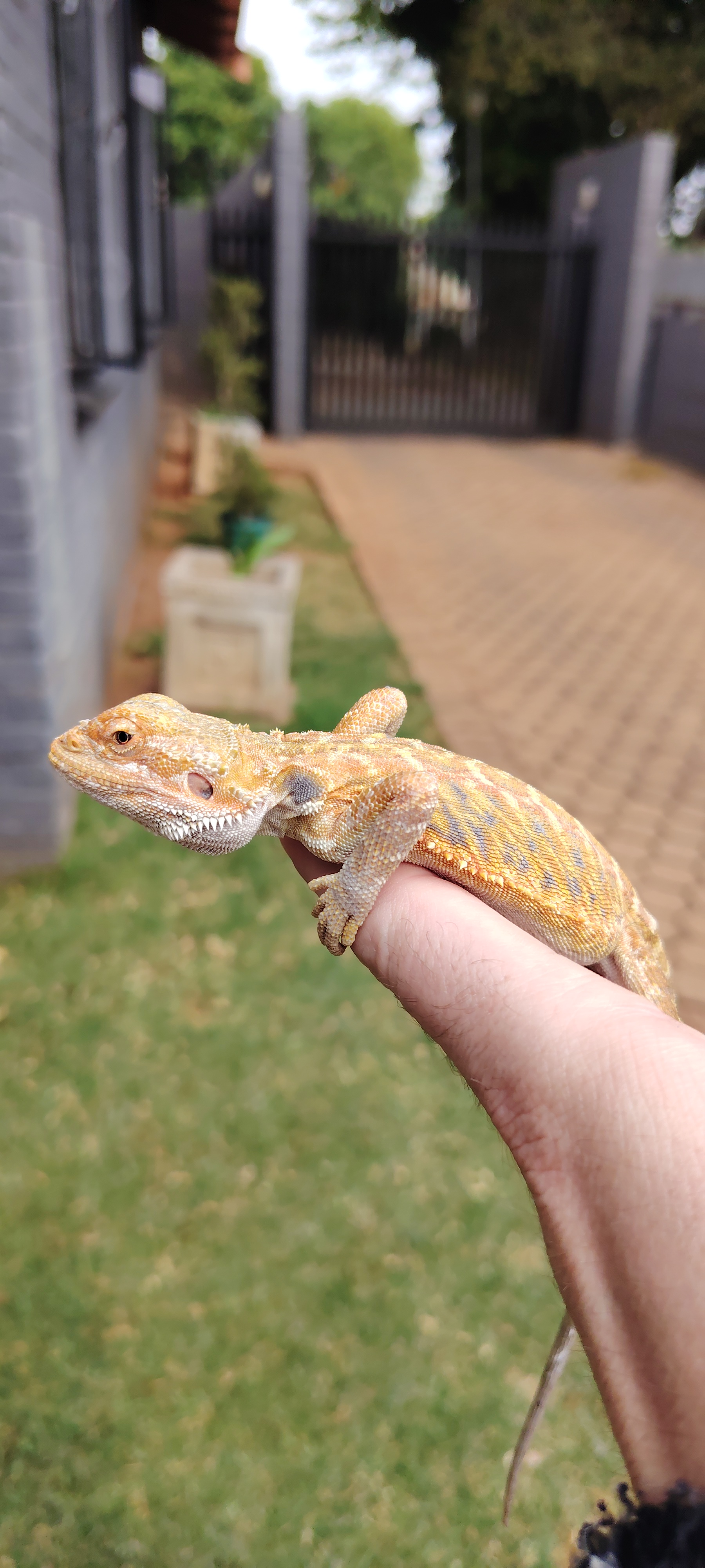 Image of Male bearded dragon 1