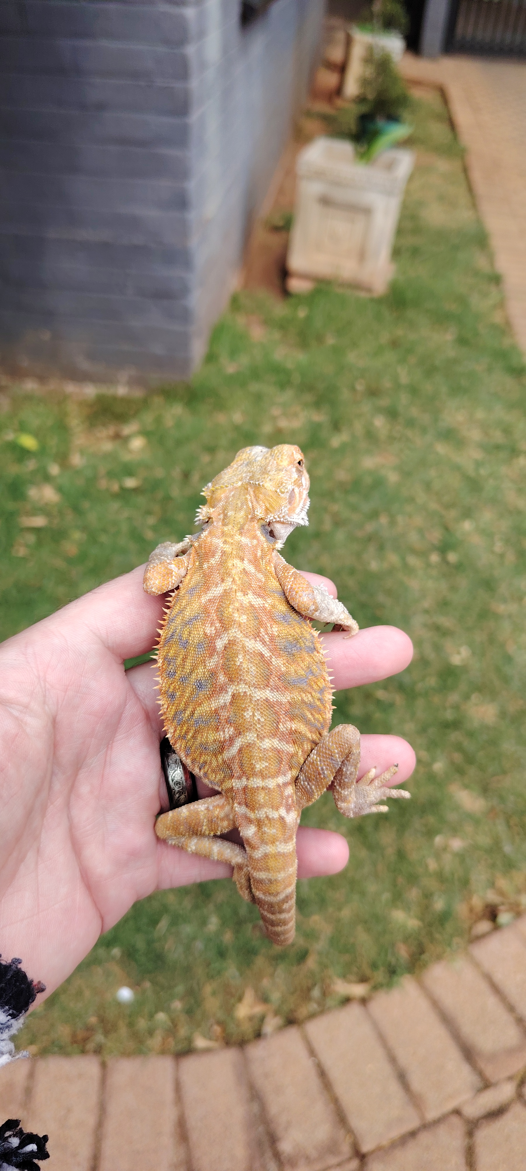 Image of Male bearded dragon 2