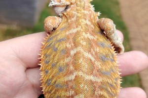 Male bearded dragon