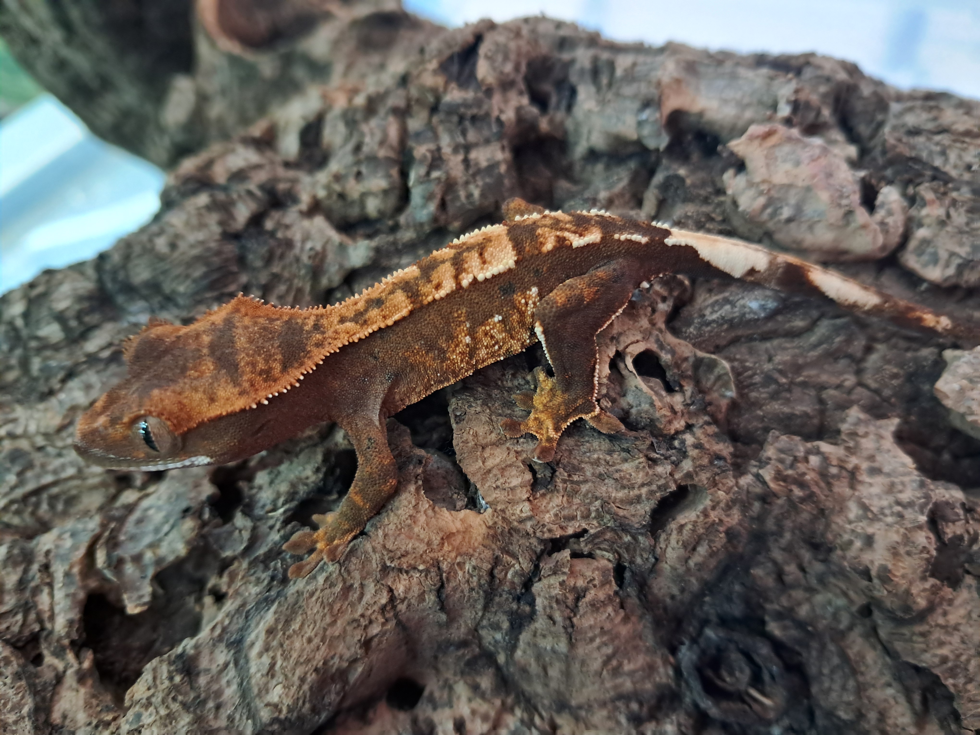 Crested Gecko Crested Gecko