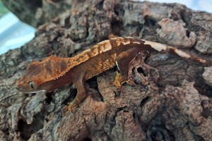 Crested Gecko