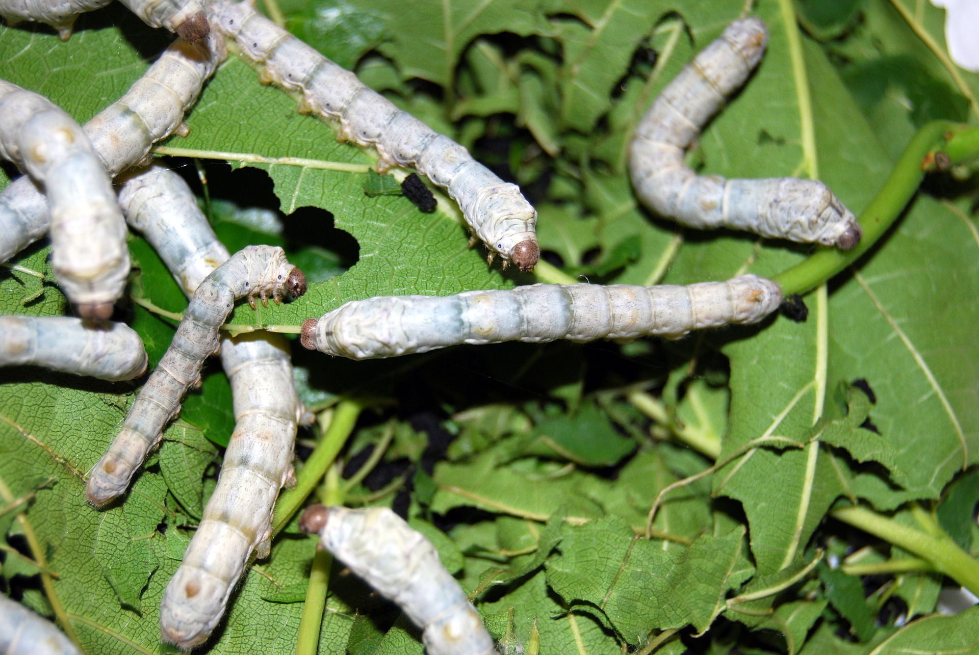 Silkworm Silkworms