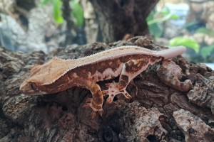 Crested gecko
