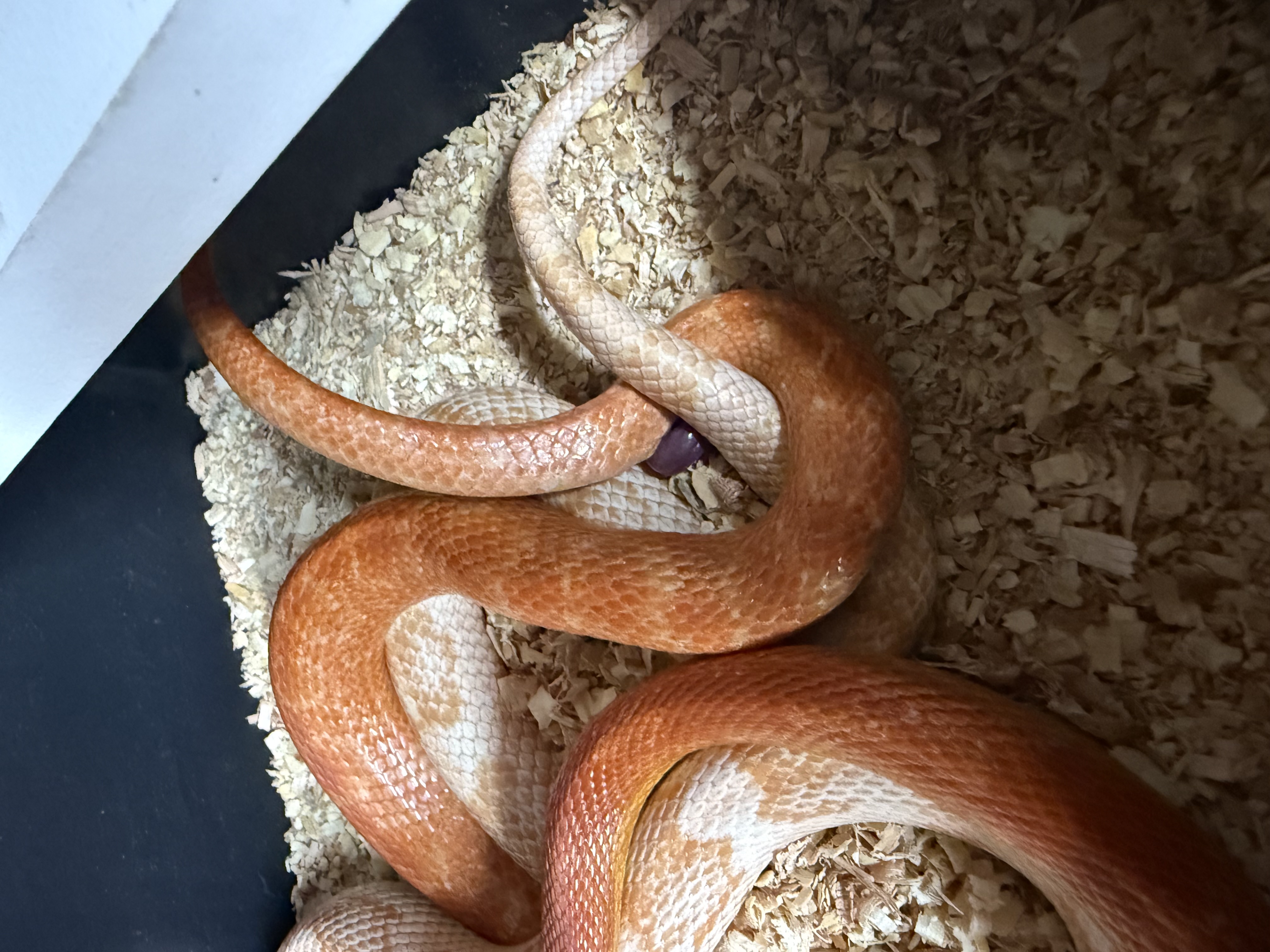 Lowveld Exotics cover image