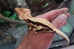 Crested Gecko