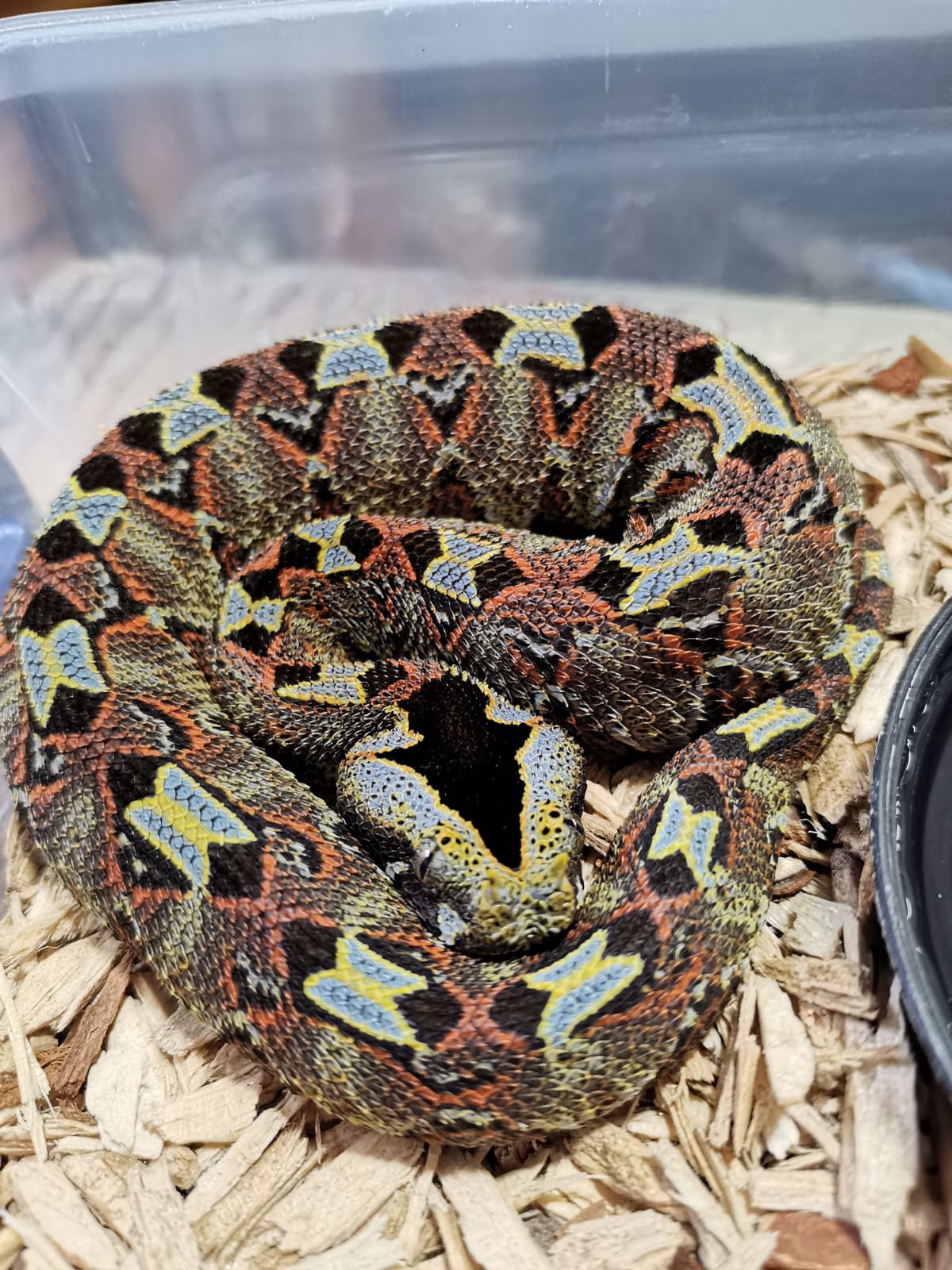 Image of EARTH Creatures 1