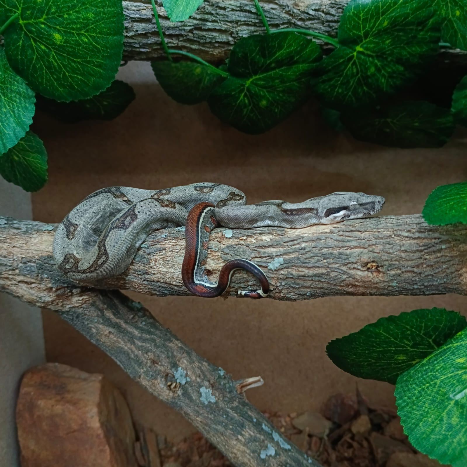 Image of EARTH Creatures 2