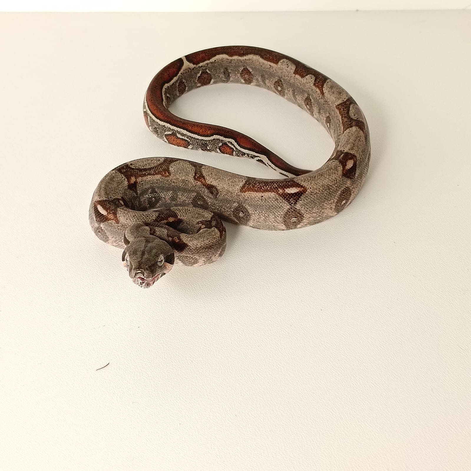 Image of EARTH Creatures 3