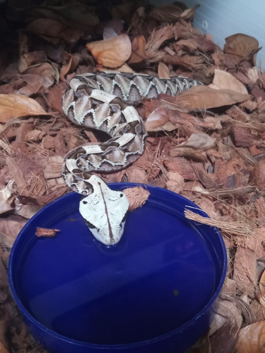 Image of EARTH Creatures 4