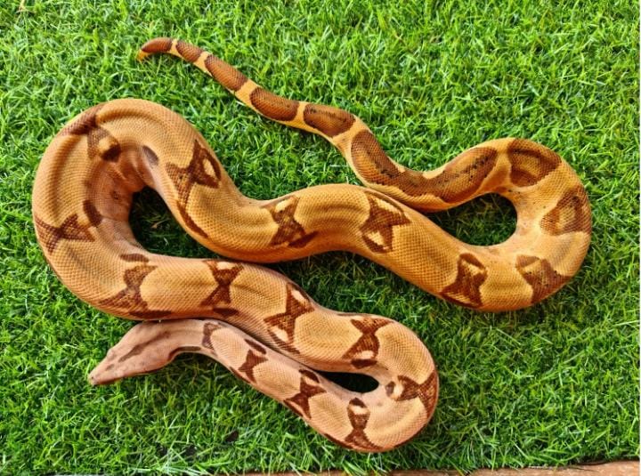 Image of EARTH Creatures 6