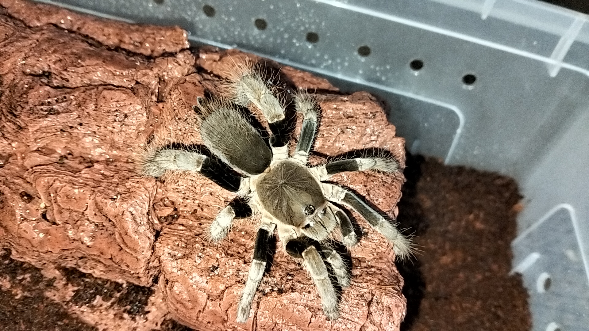 Image of Crazy For Tarantulas 2