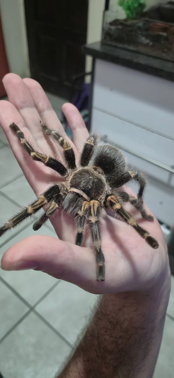 Image of Crazy For Tarantulas 4