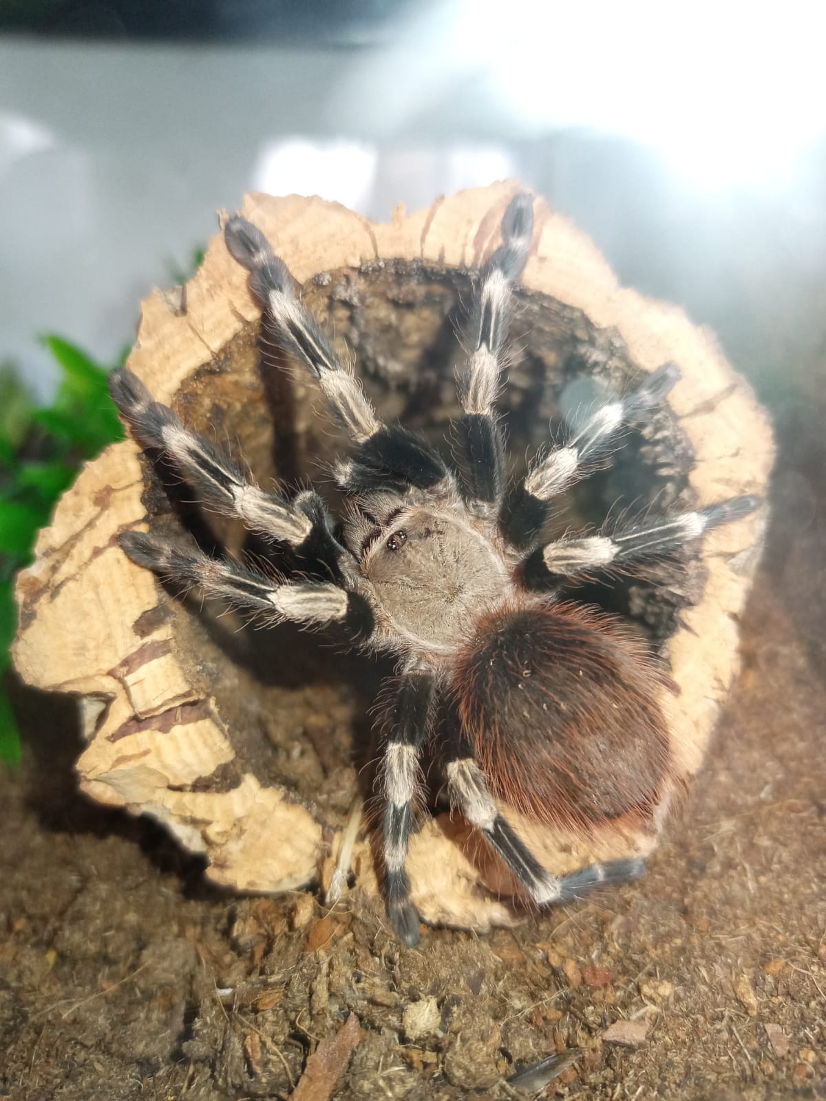 Image of Crazy For Tarantulas 5