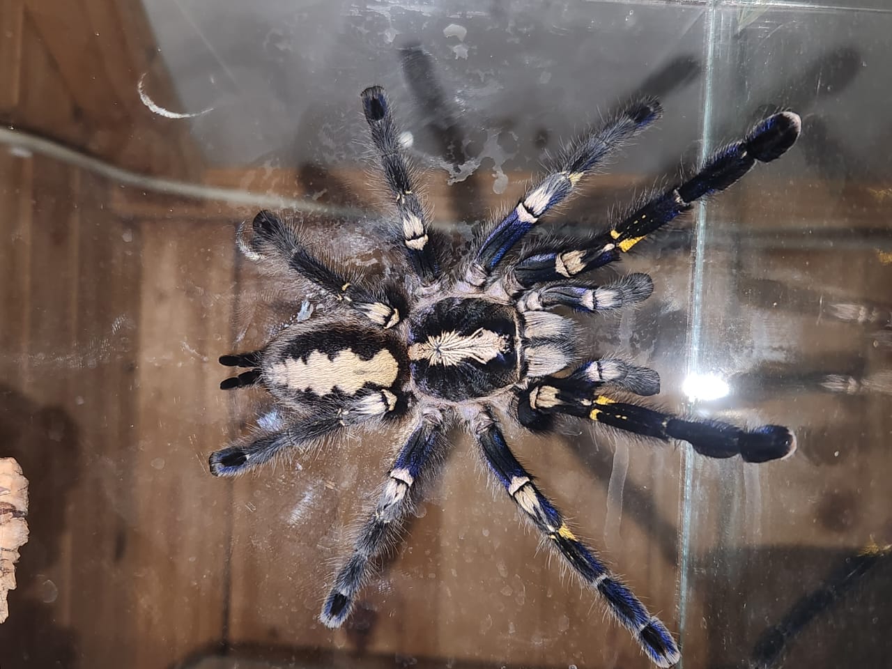 Image of Crazy For Tarantulas 6