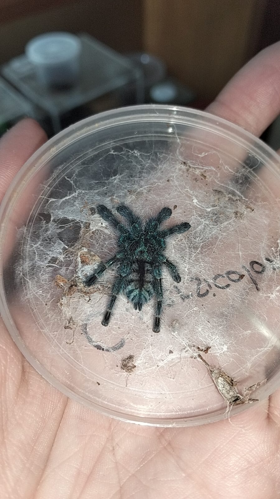 Antilles Pinktoe Caribena versicolor -Martinique Pink Toe