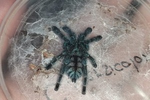 Caribena versicolor -Martinique Pink Toe