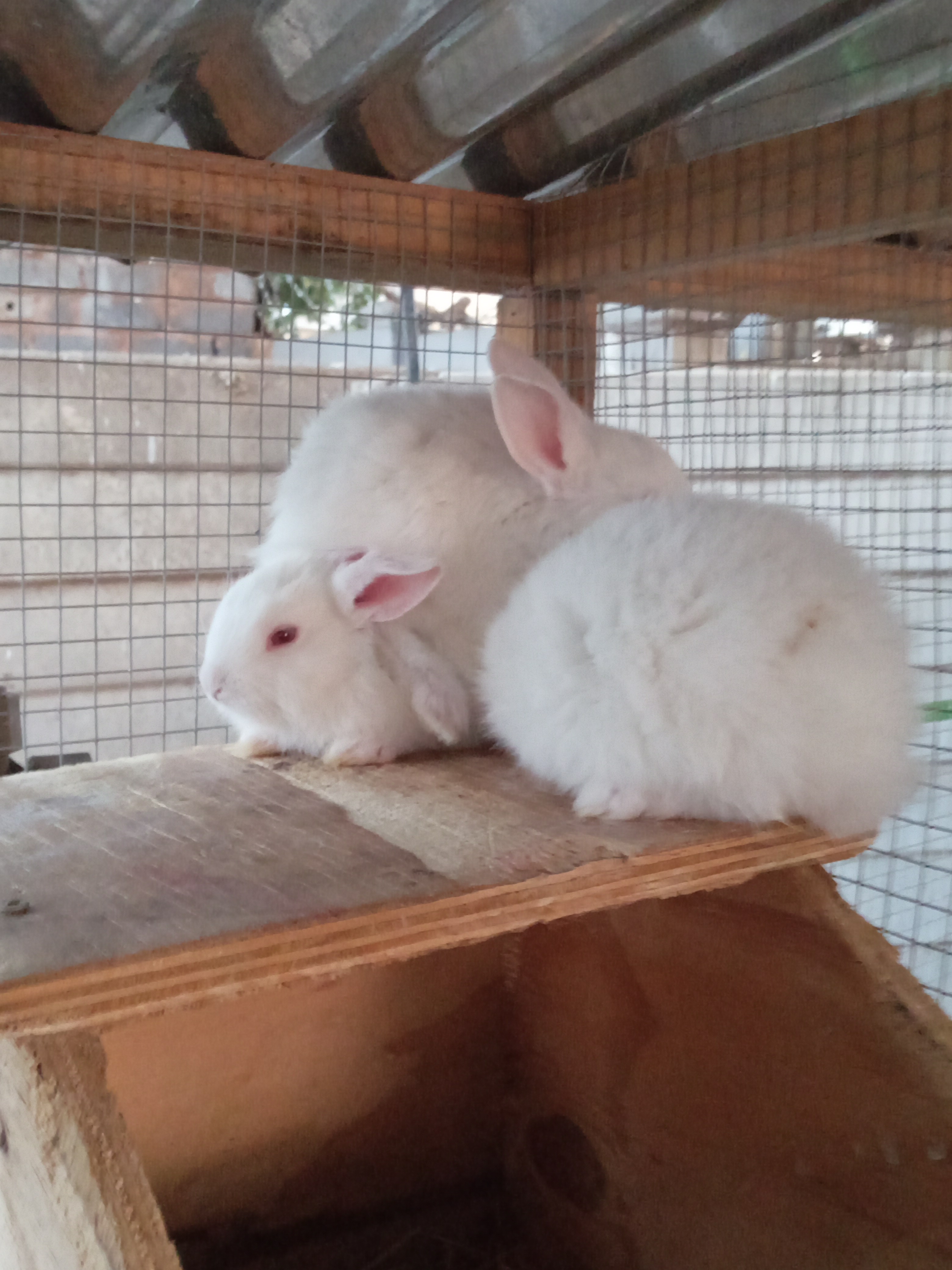 Image of Cottontail Rabitry 1