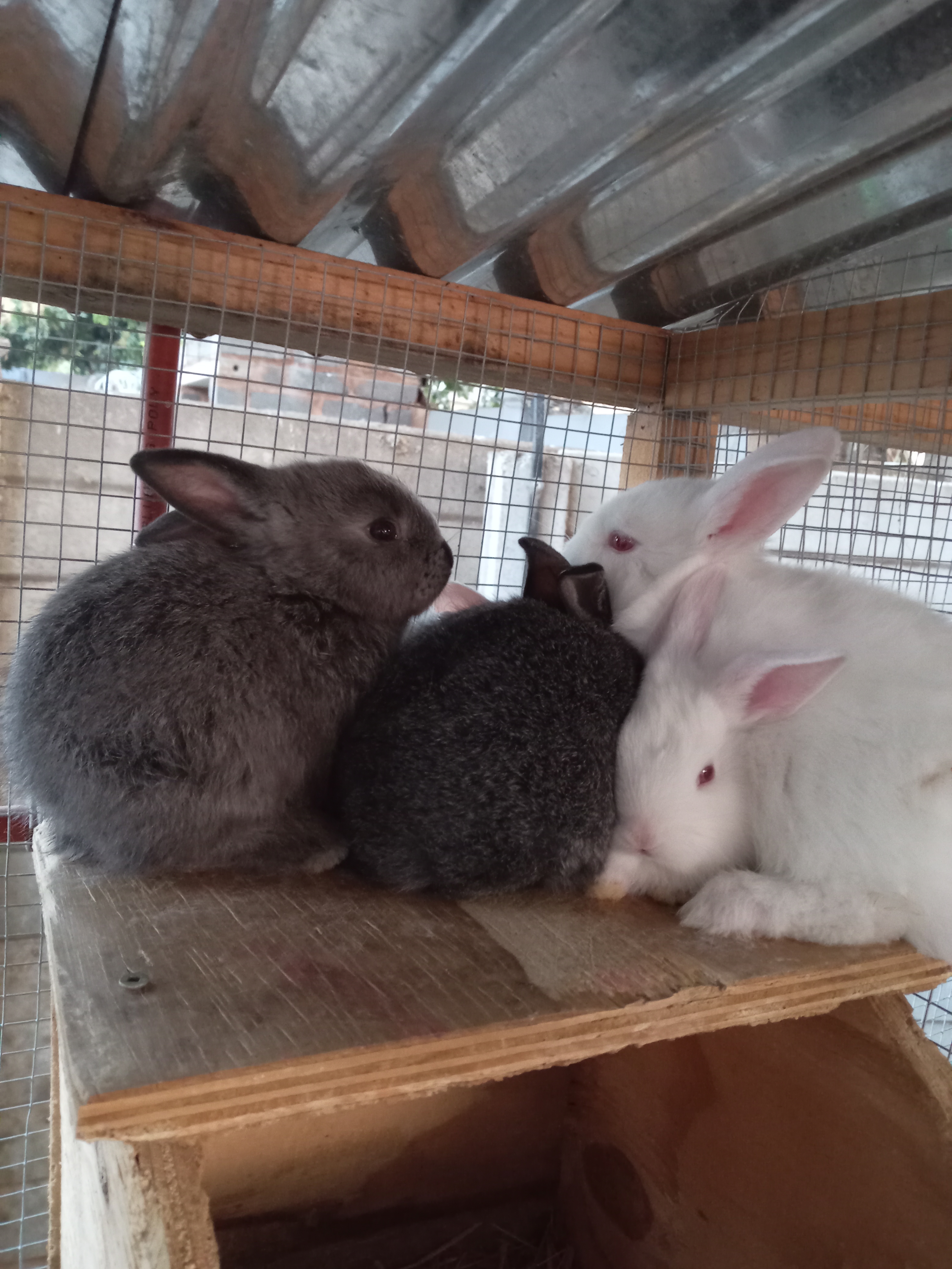 Image of Cottontail Rabitry 2