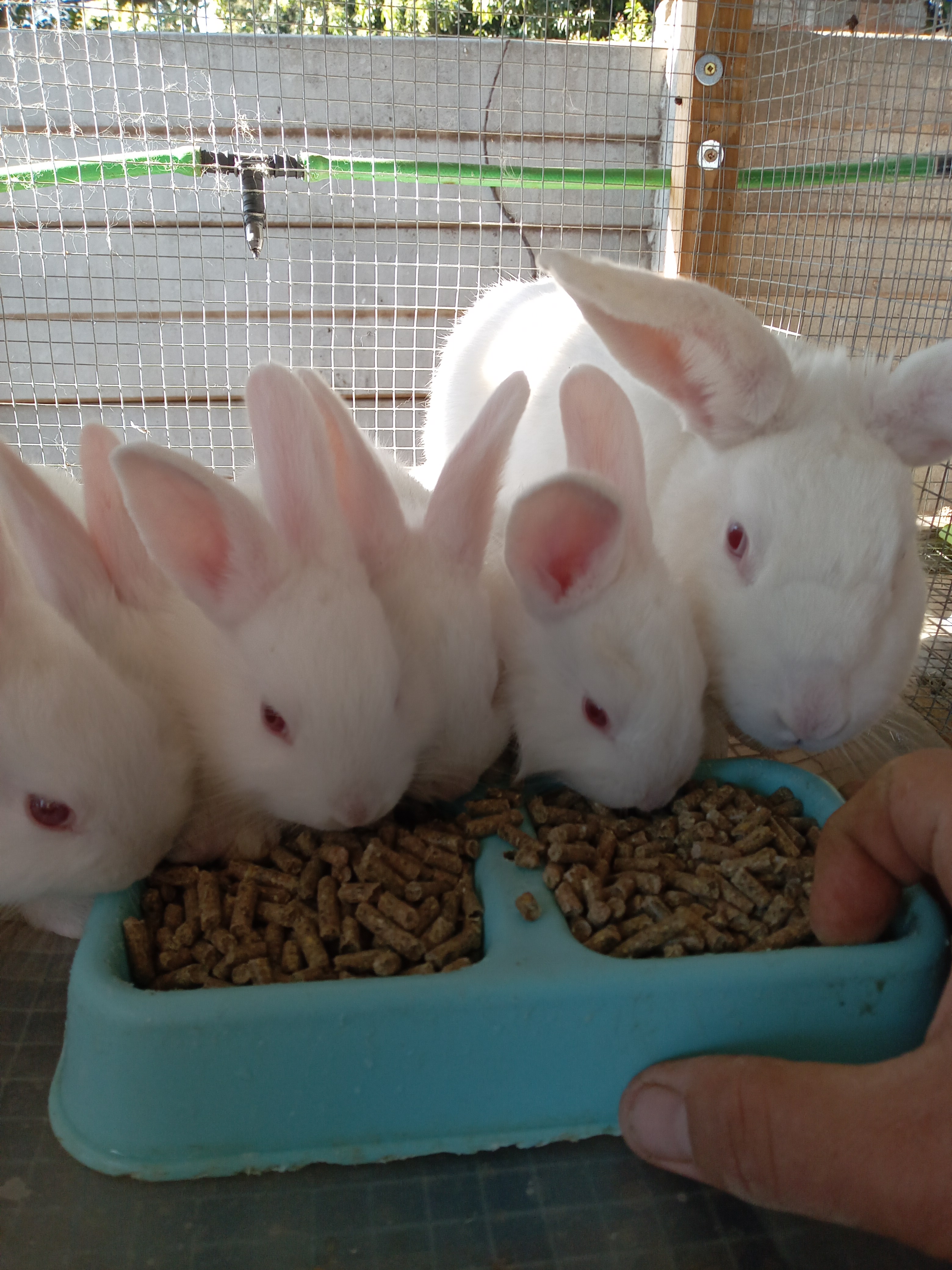 Image of Cottontail Rabitry 4