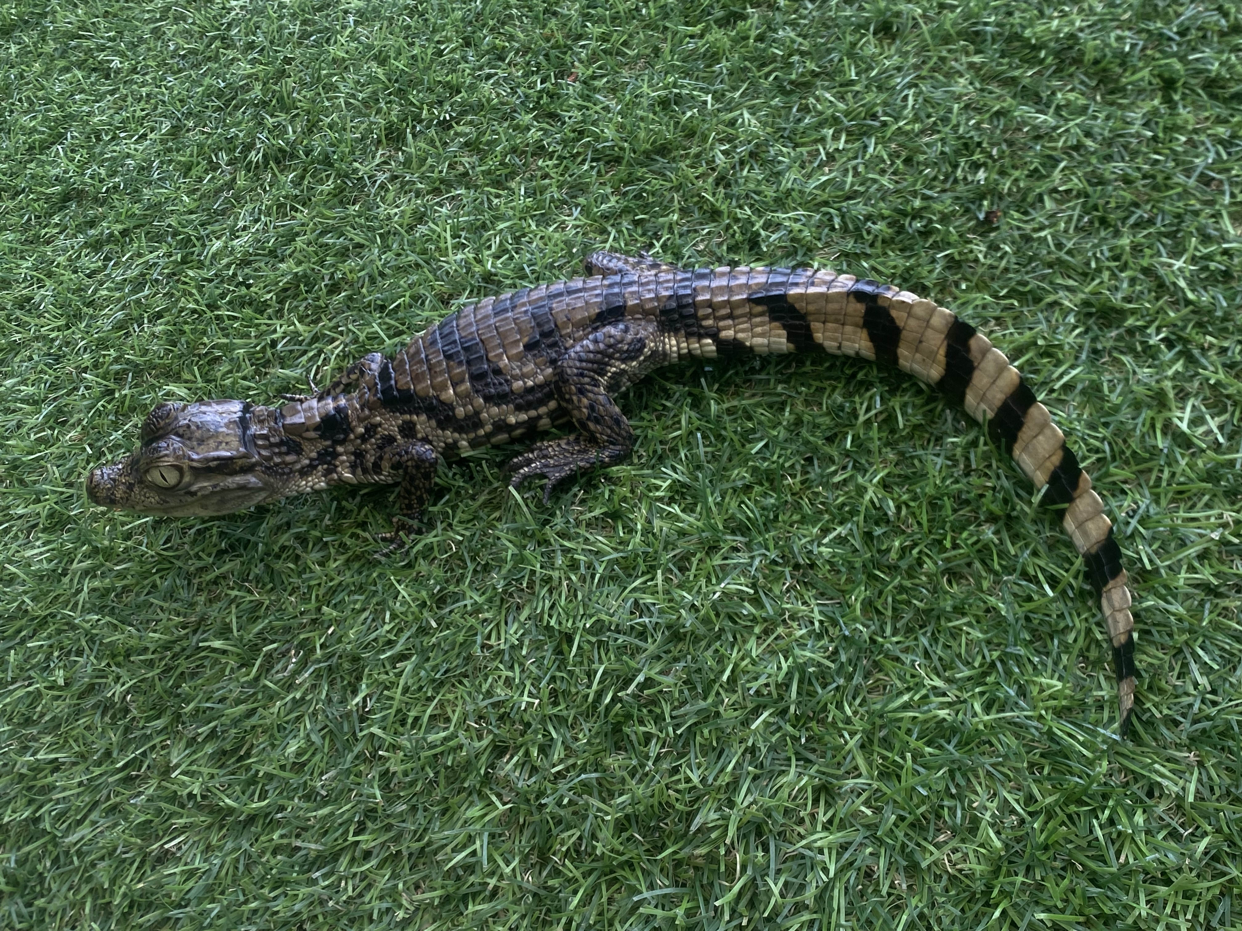 Image of Female Caiman 2