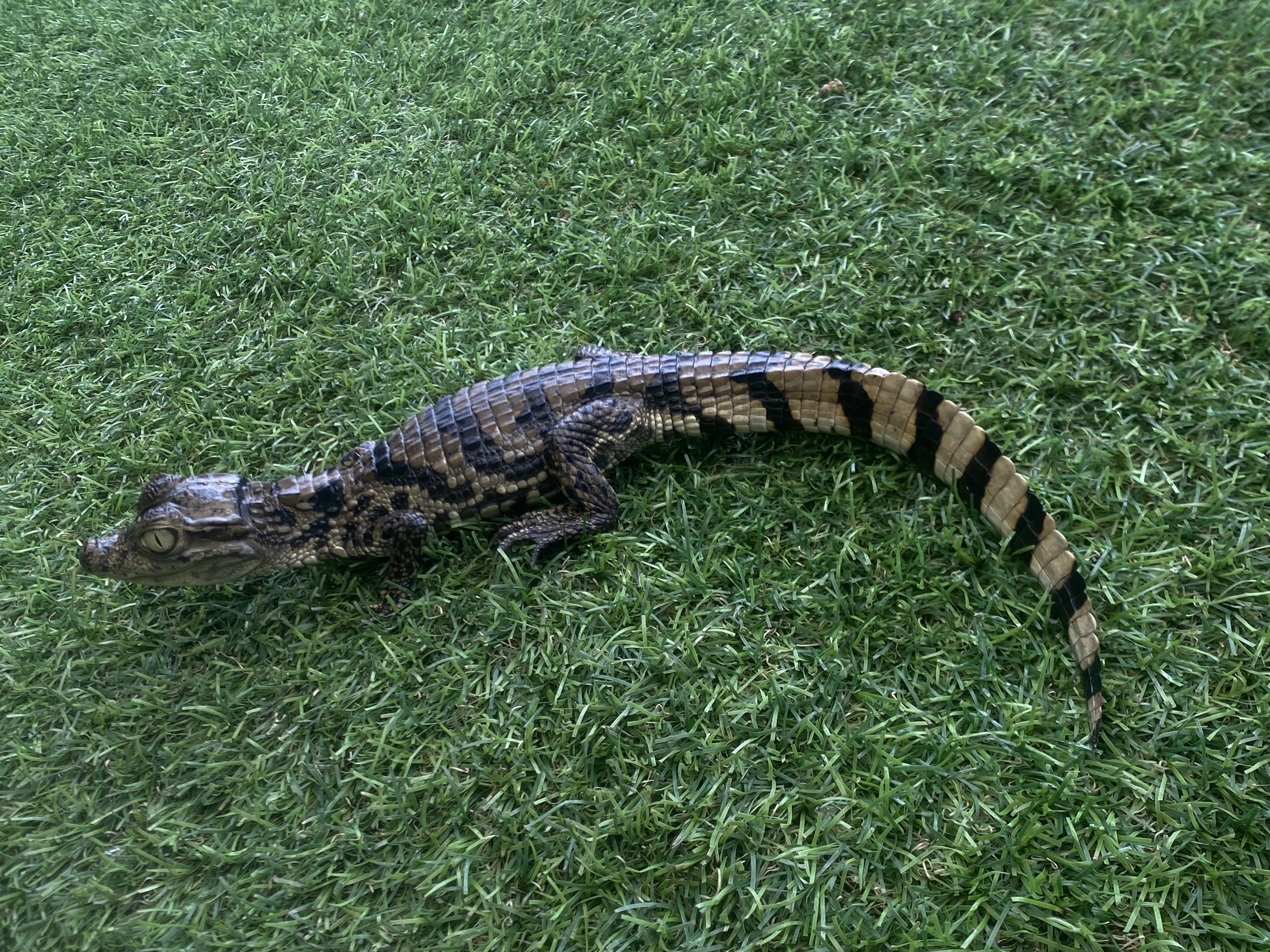 Image of Female Caiman 3