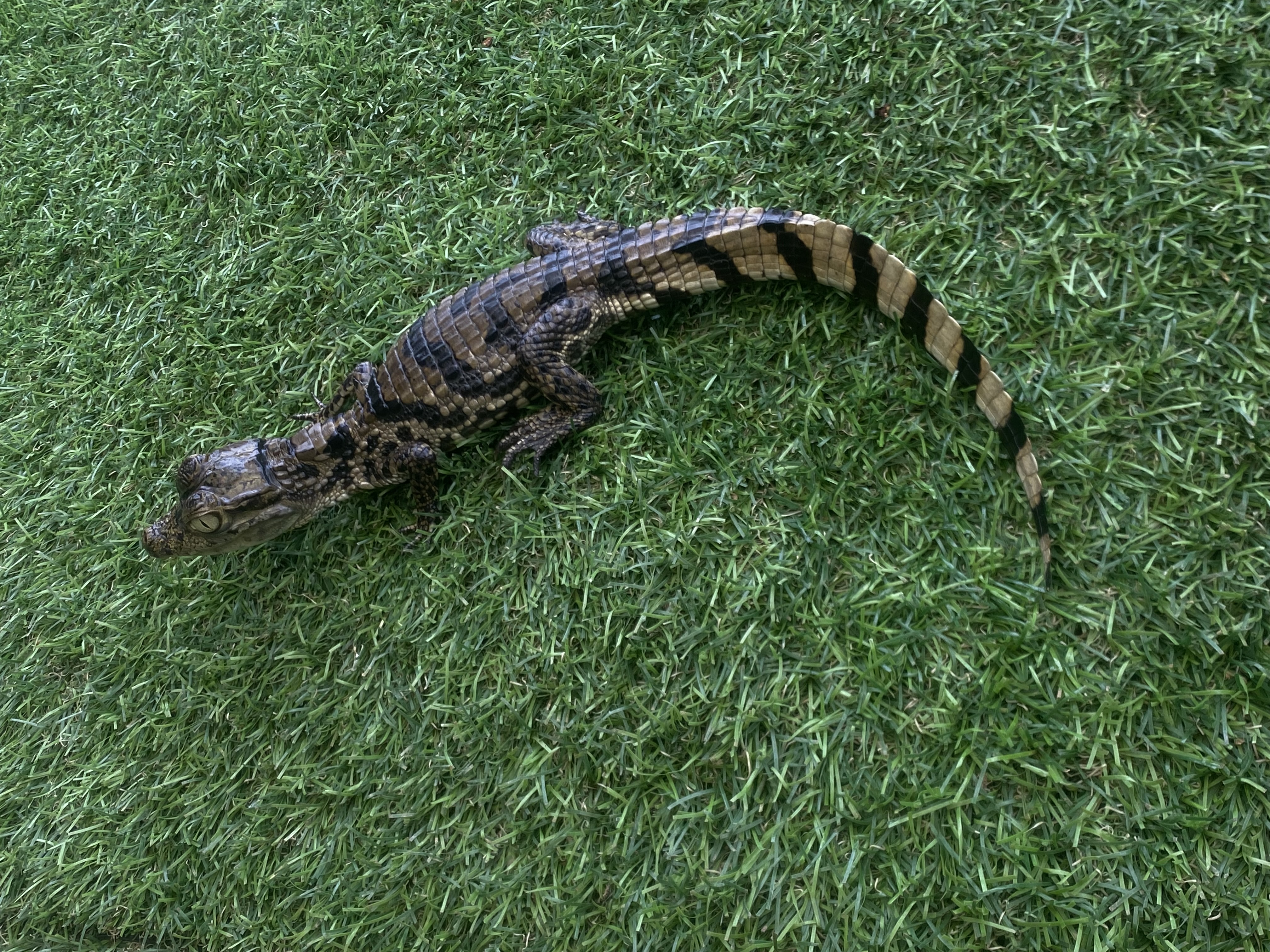 Image of Female Caiman 4