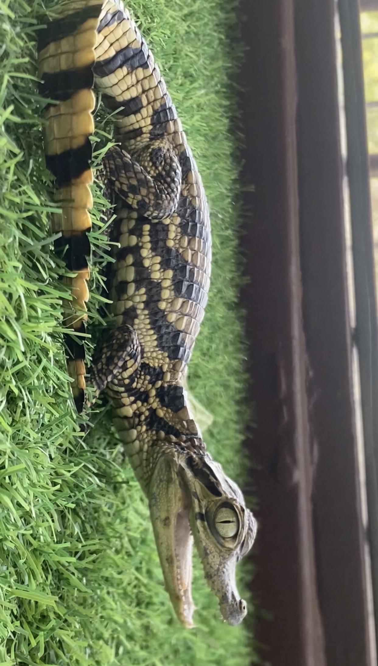 Caiman Female Caiman