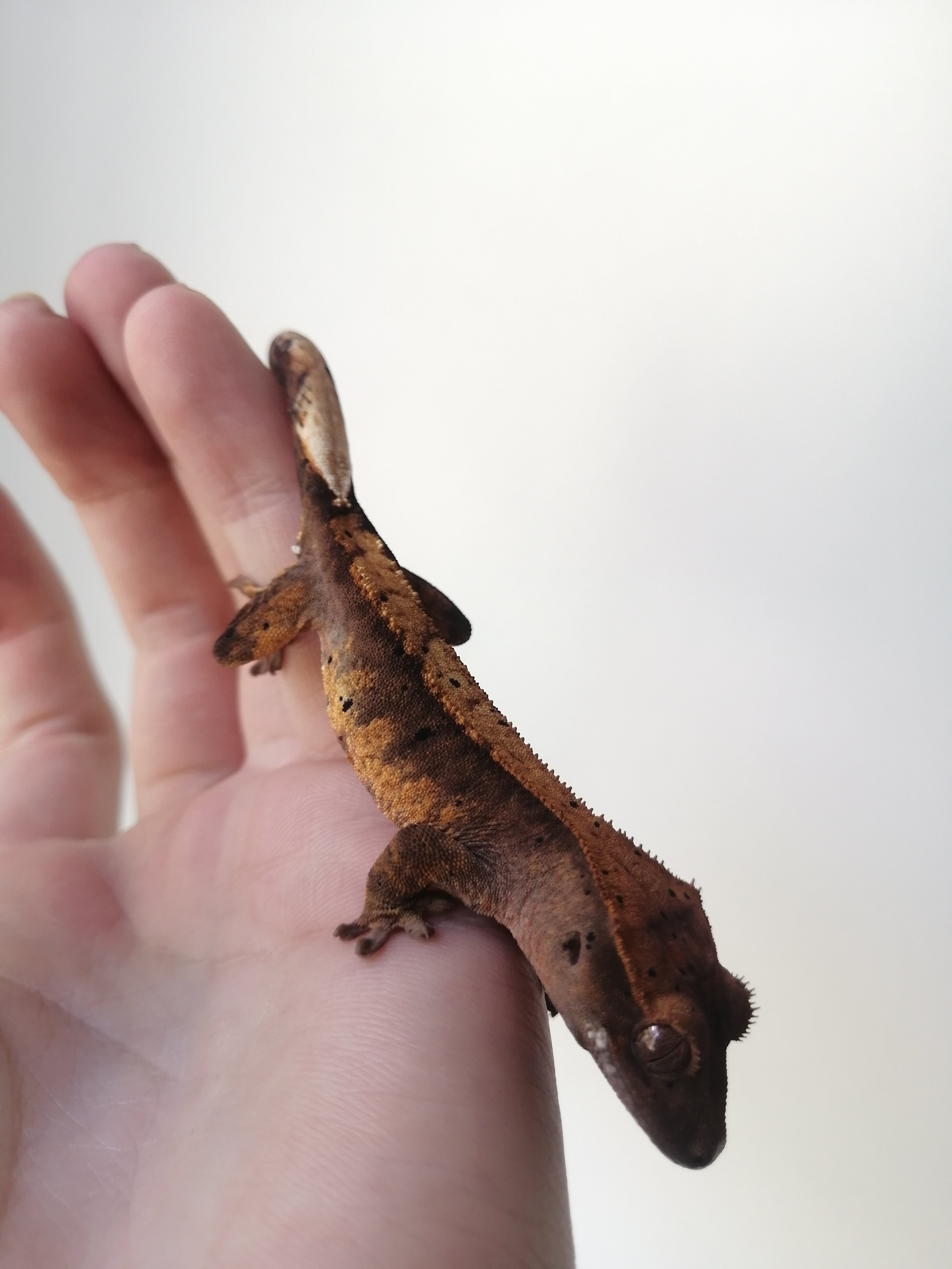 Image of TheCrestNest 2