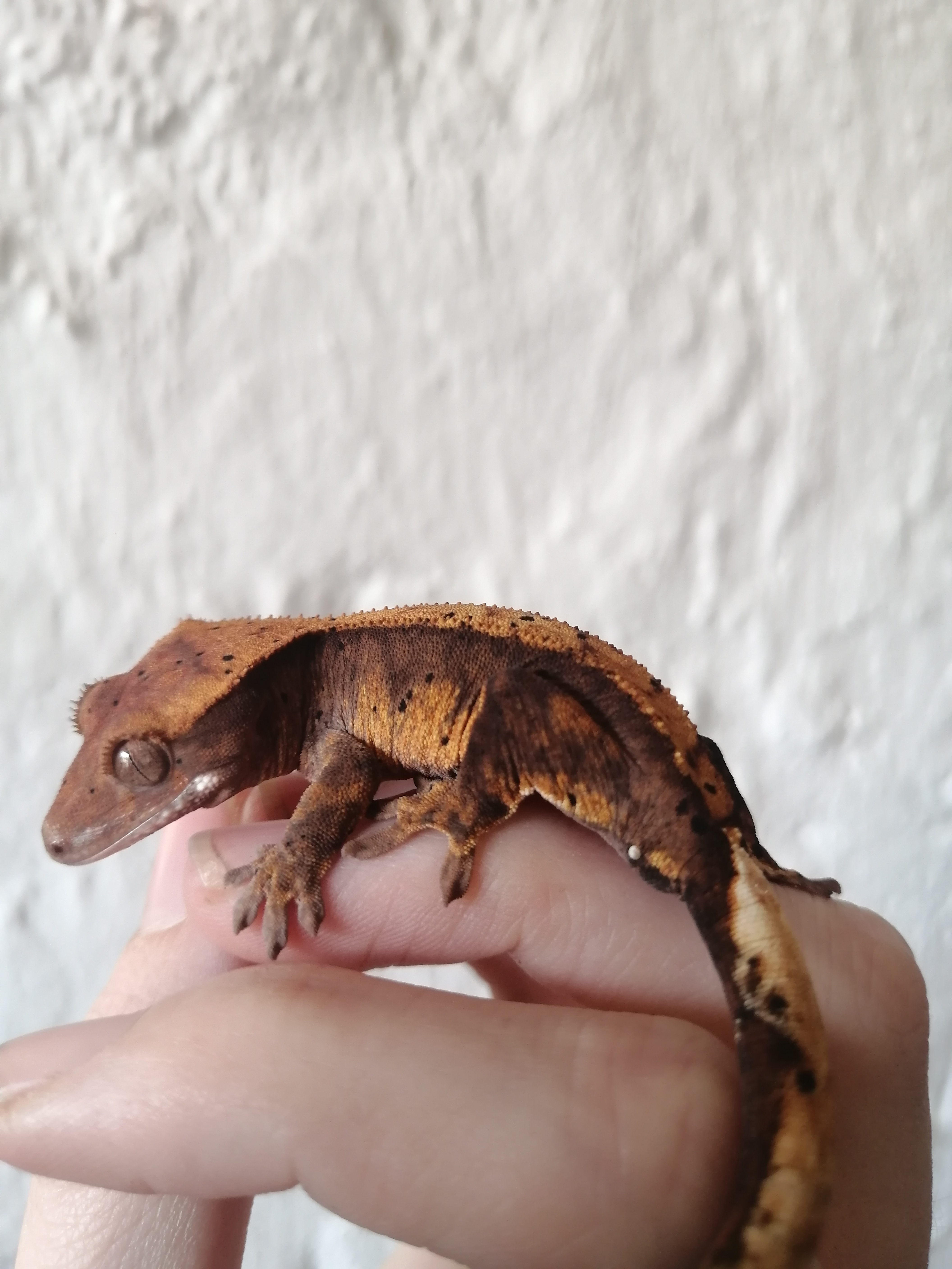 Image of TheCrestNest 3