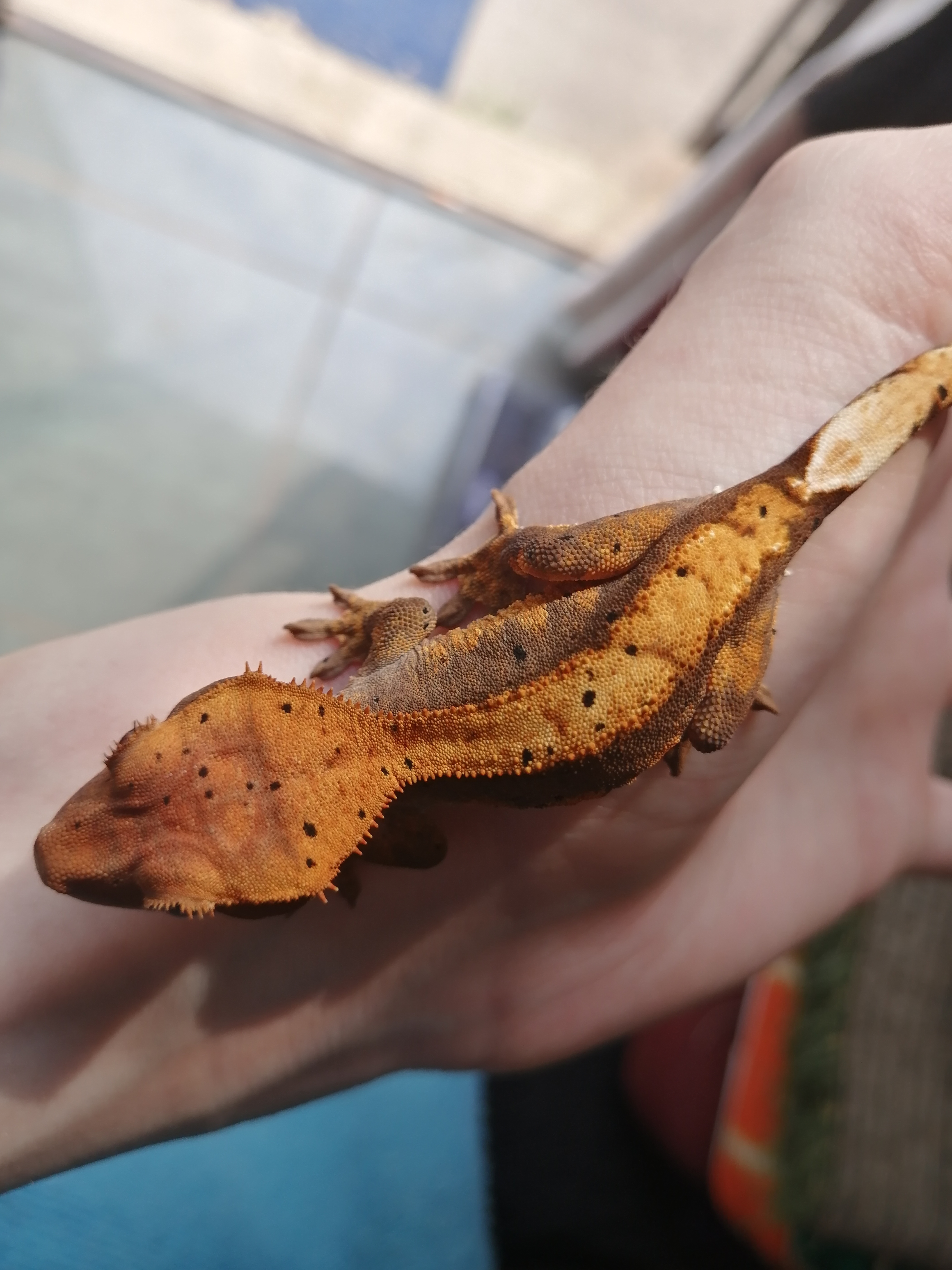 Image of TheCrestNest 4