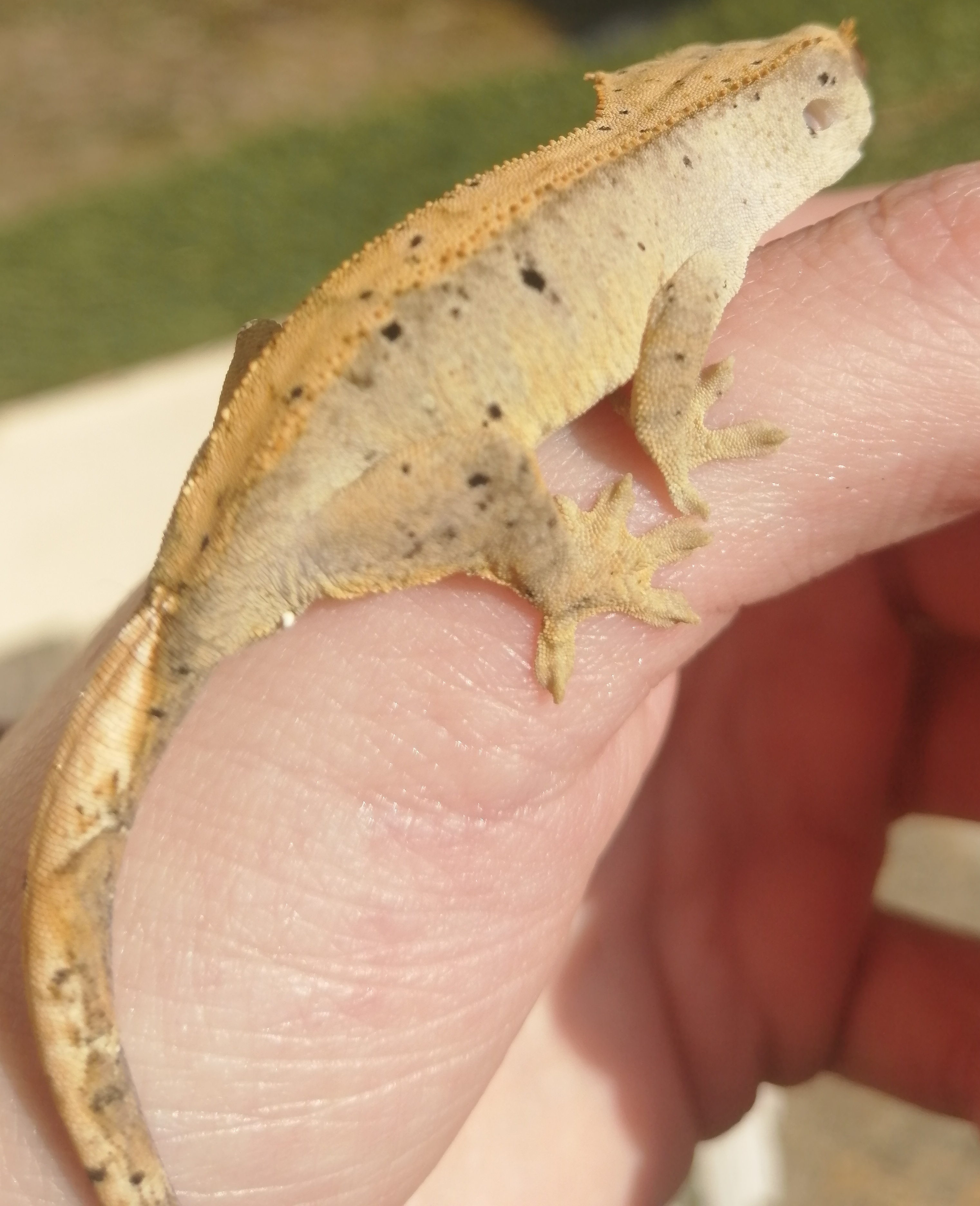 Image of TheCrestNest 5