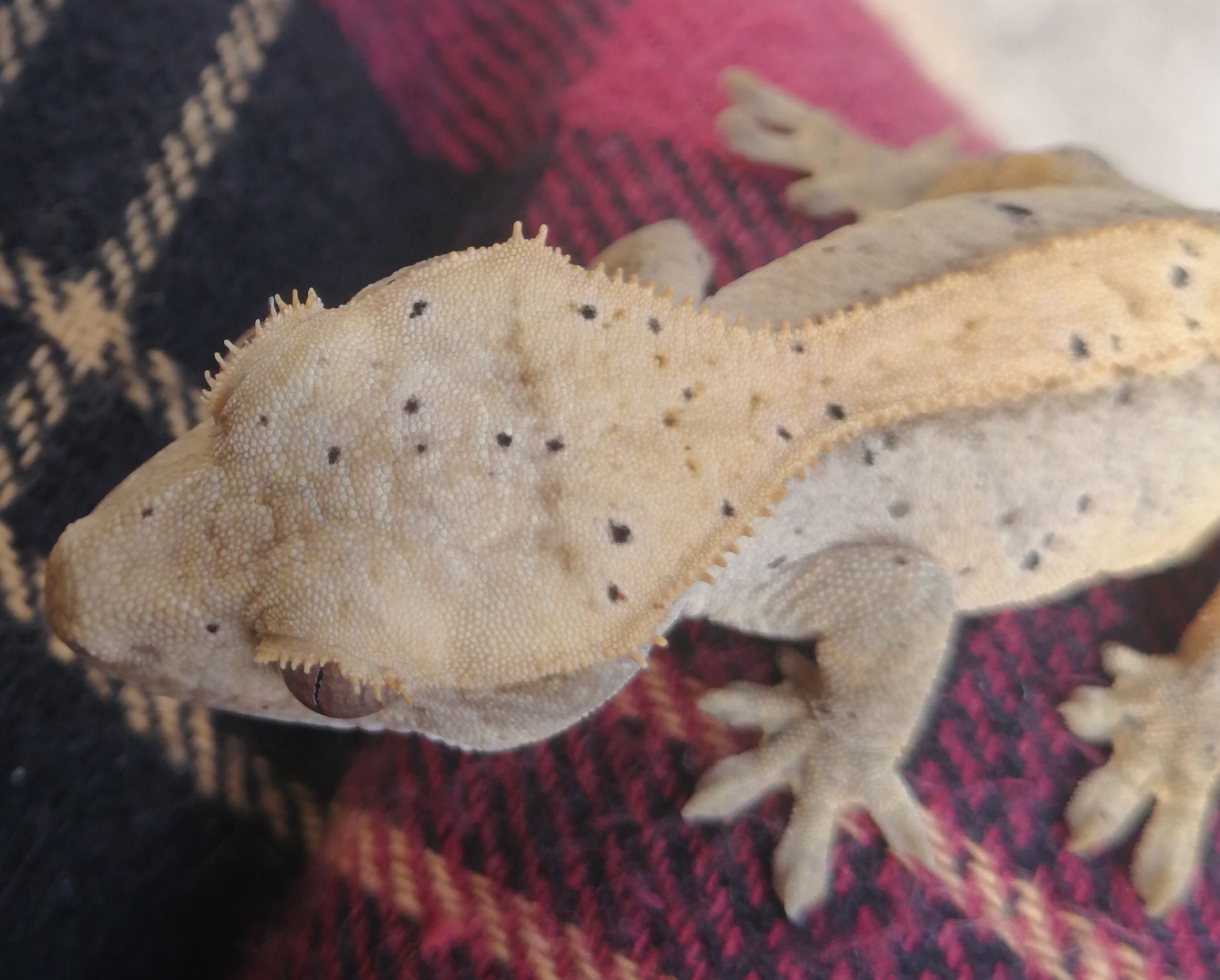 Image of TheCrestNest 6