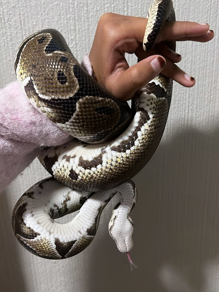 Image of Ball Python 1