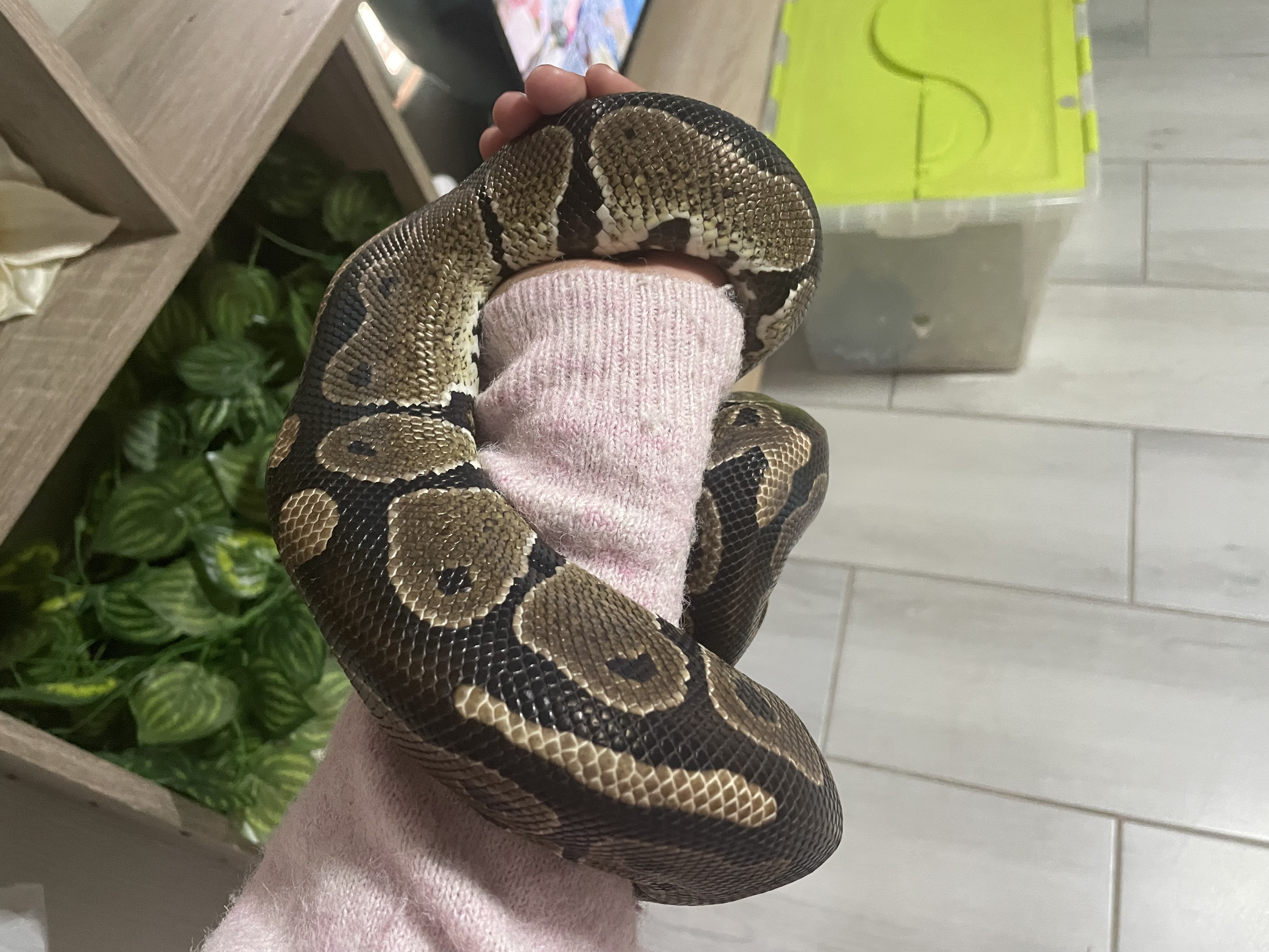 Image of Ball Python 2