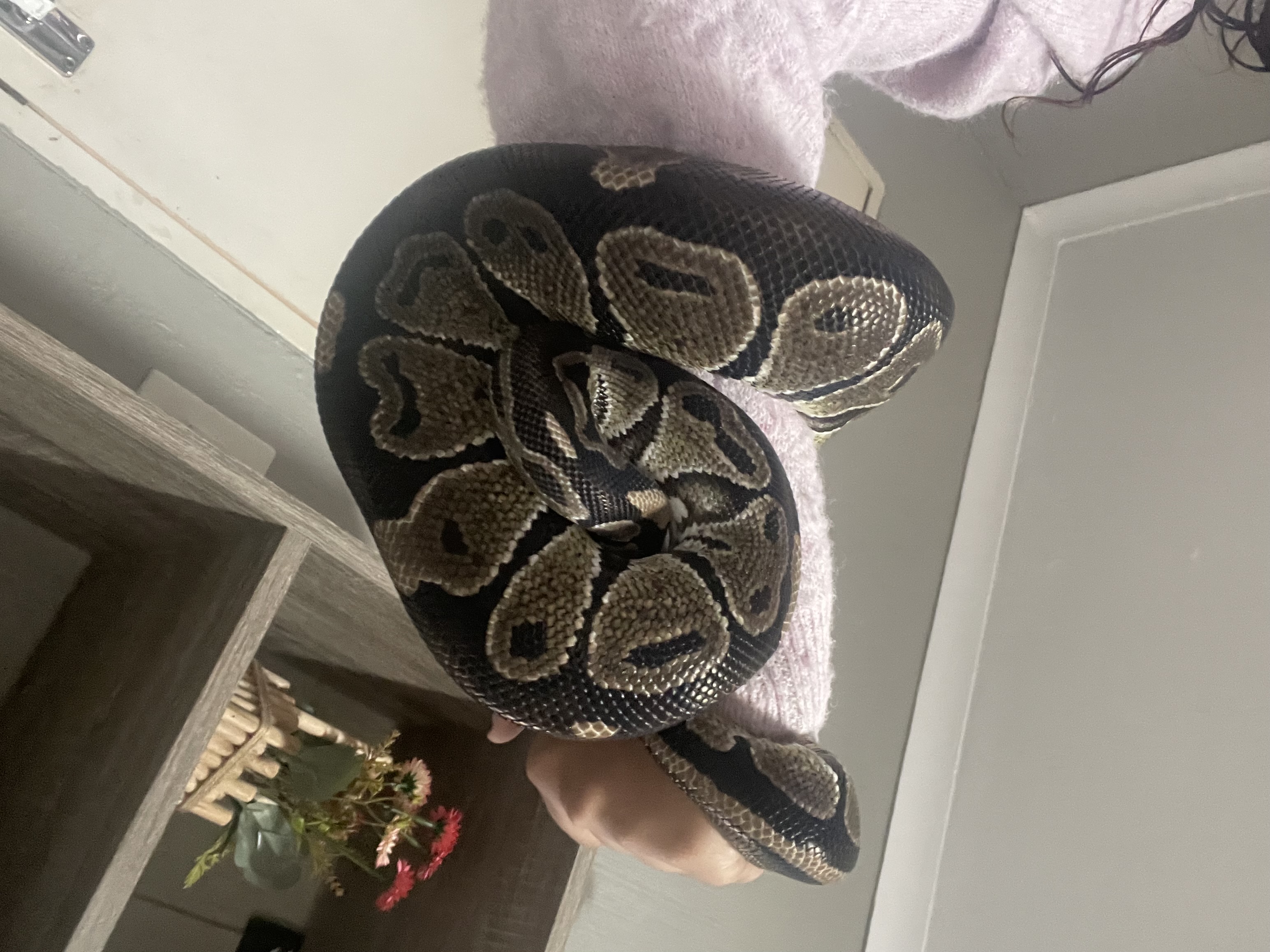 Image of Ball Python 3