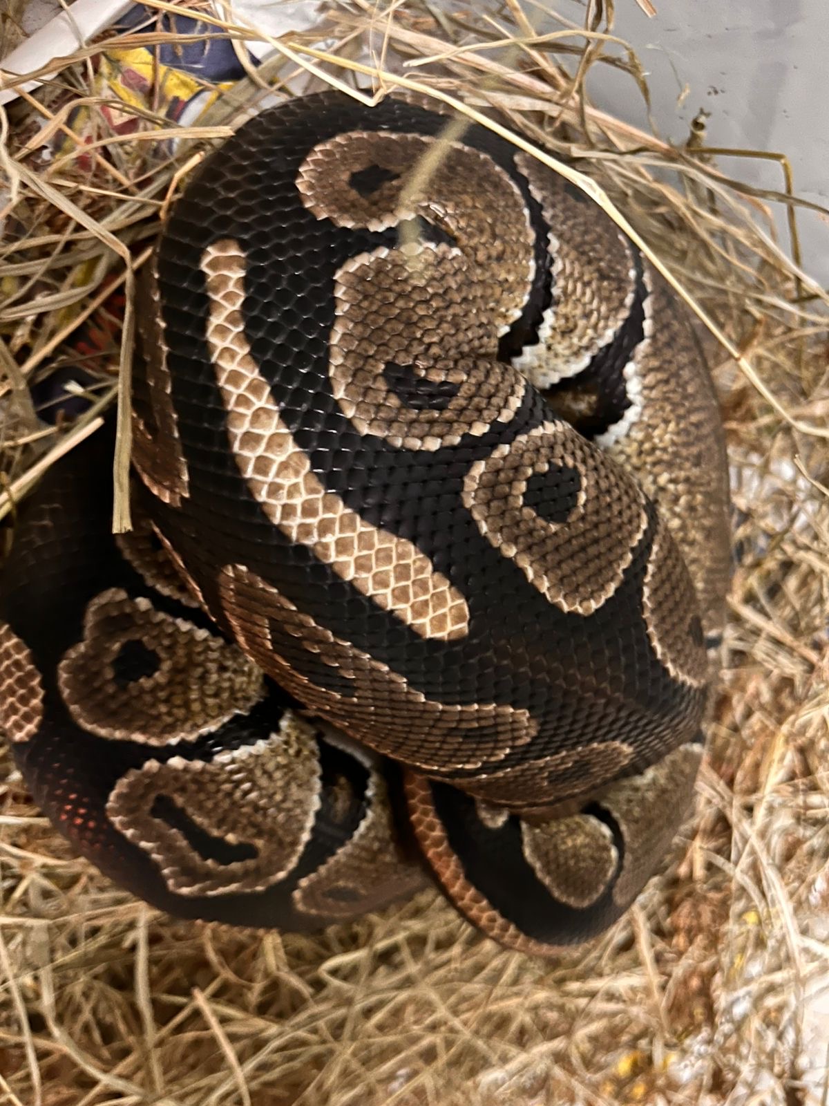 Image of Ball Python 4