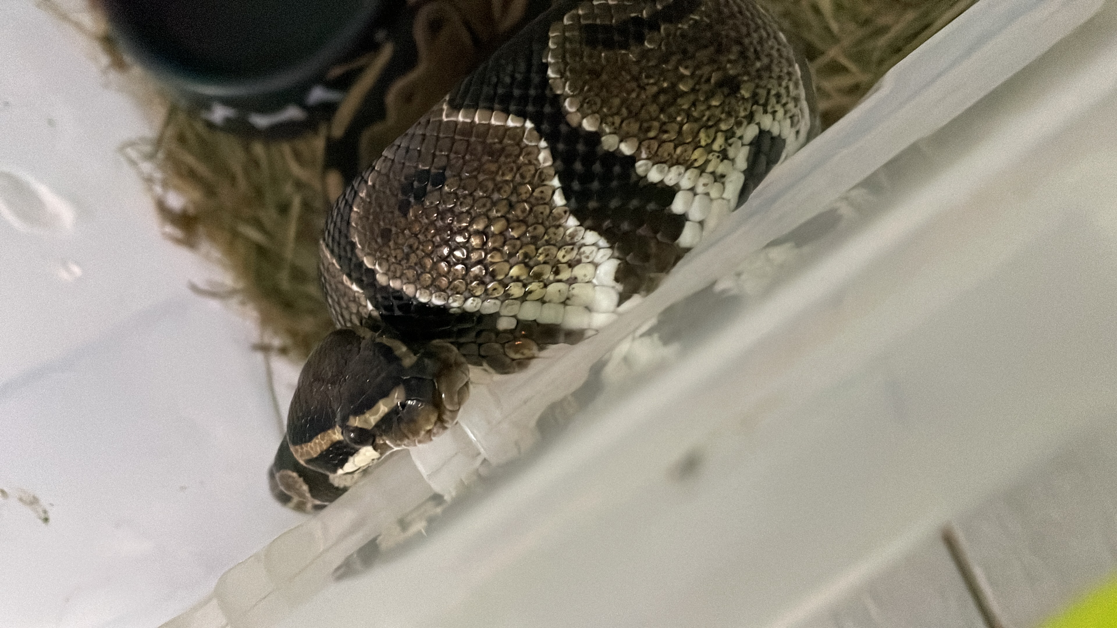 Ball Python Ball Python