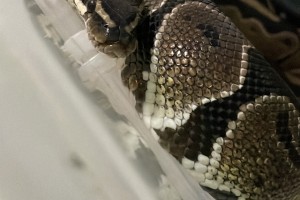 Ball Python