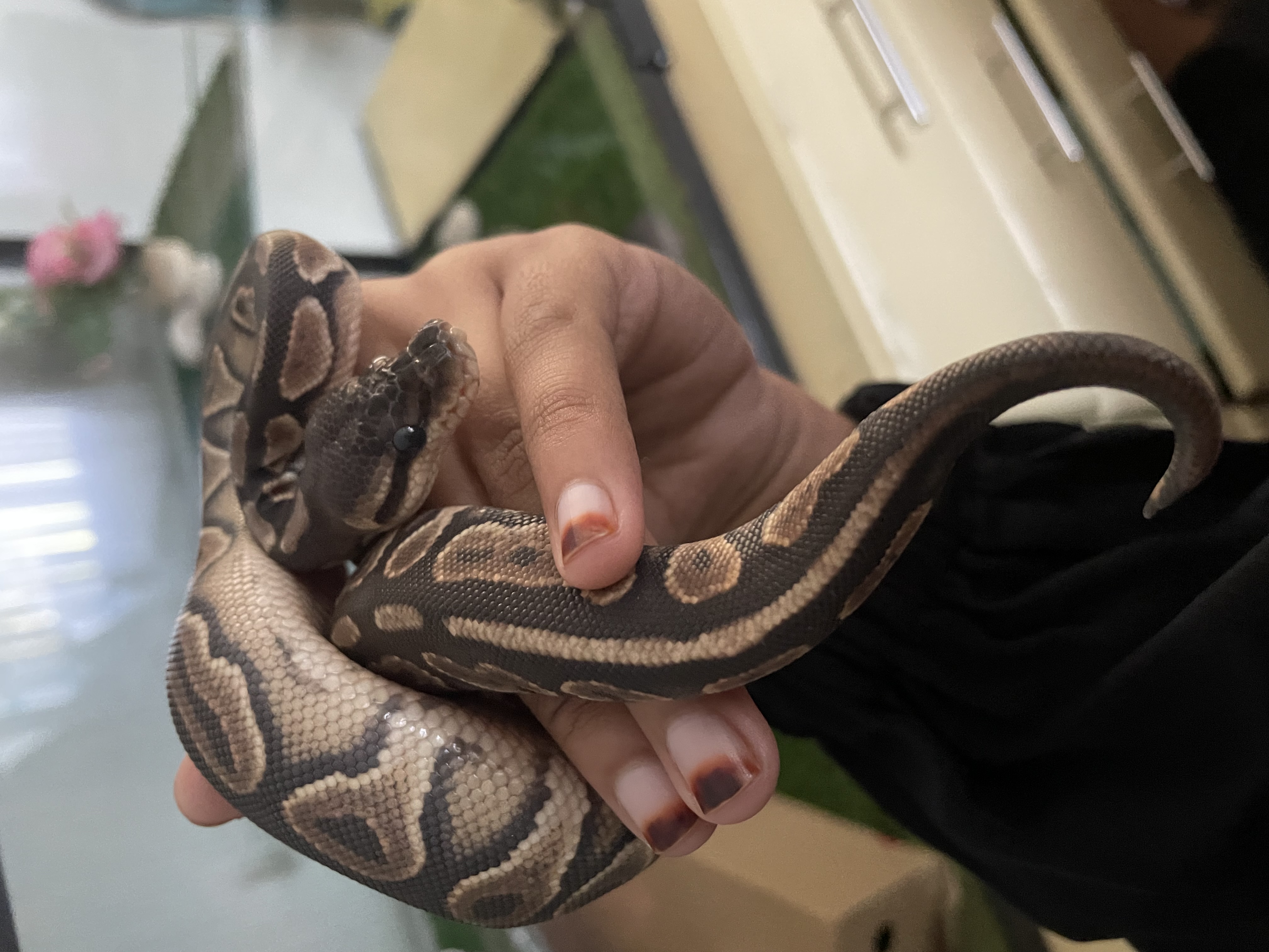 Image of Cinnamon Ball Python 1