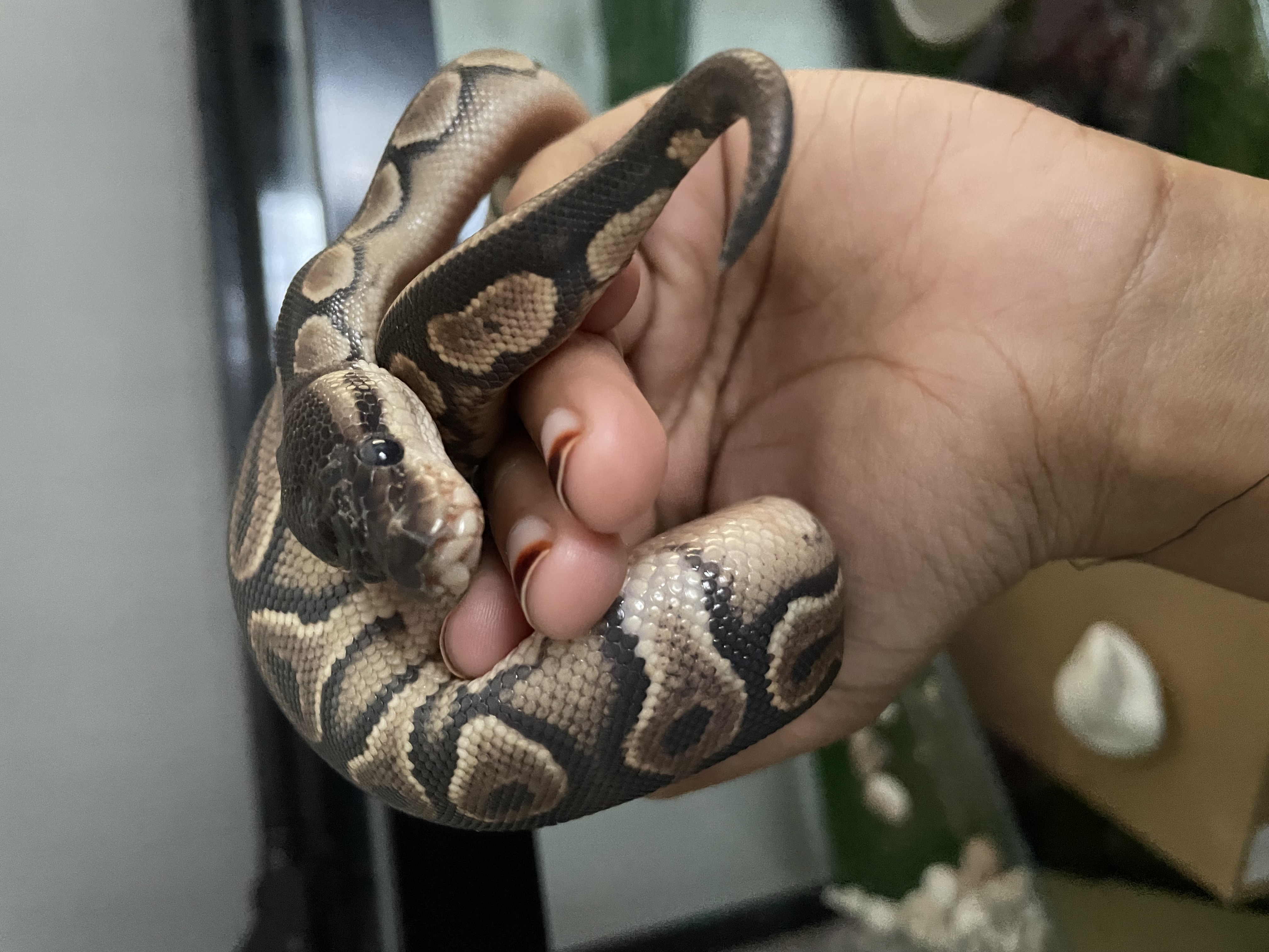Image of Cinnamon Ball Python 2