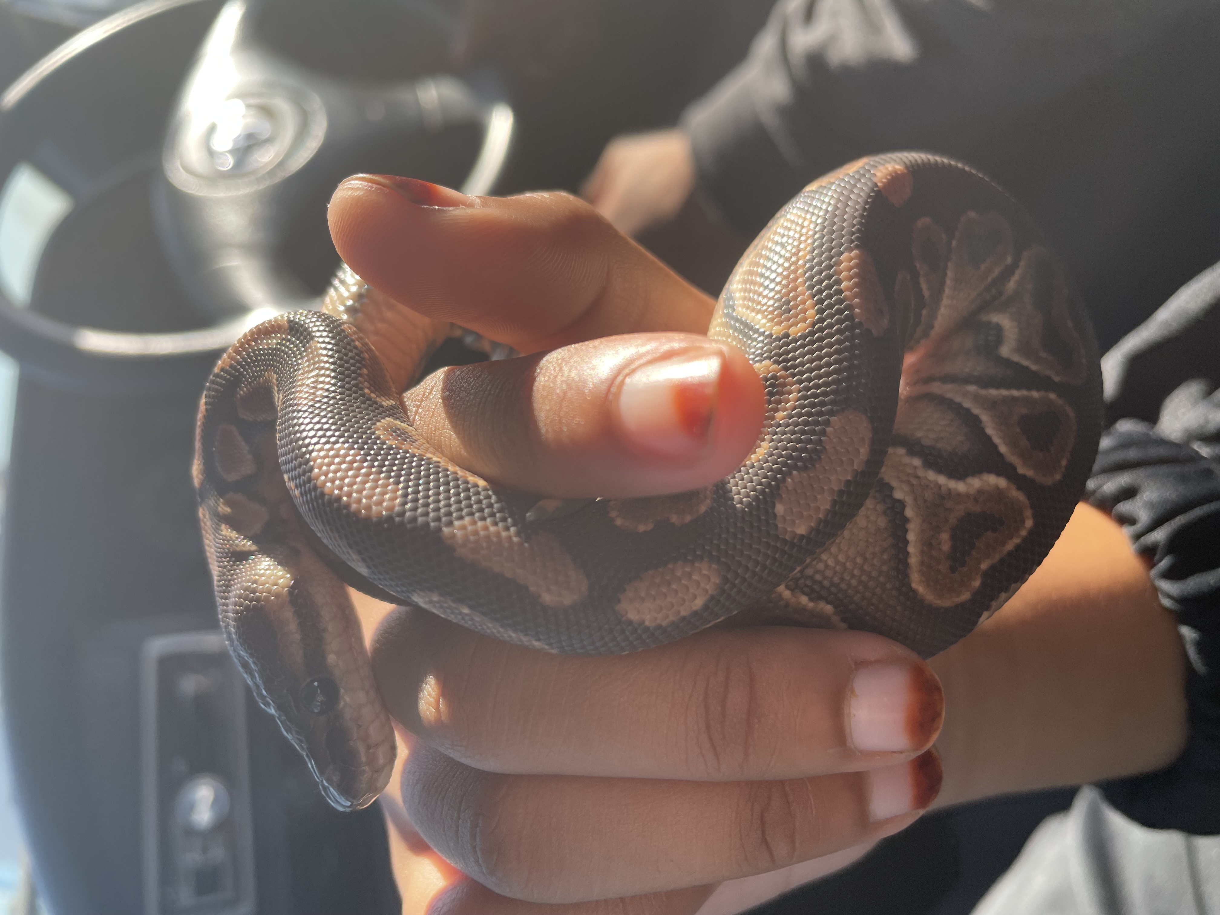 Image of Cinnamon Ball Python 3