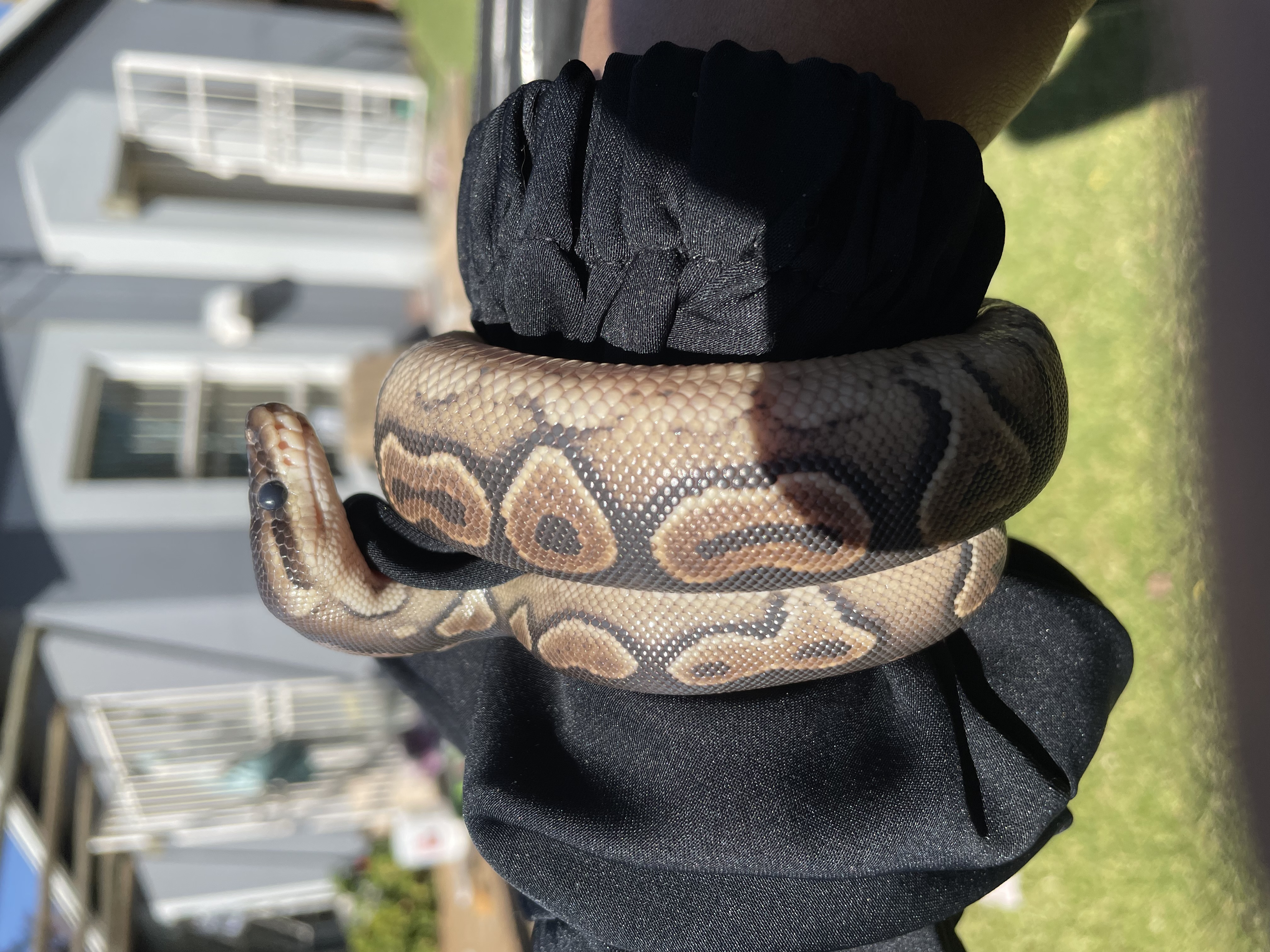 Ball Python Cinnamon Ball Python