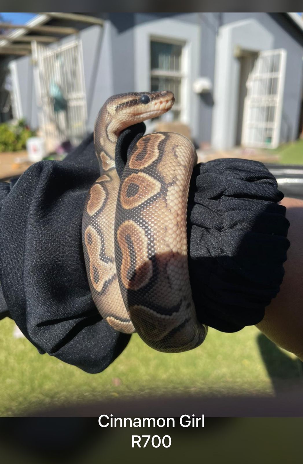 Image of Reptile Realm 1