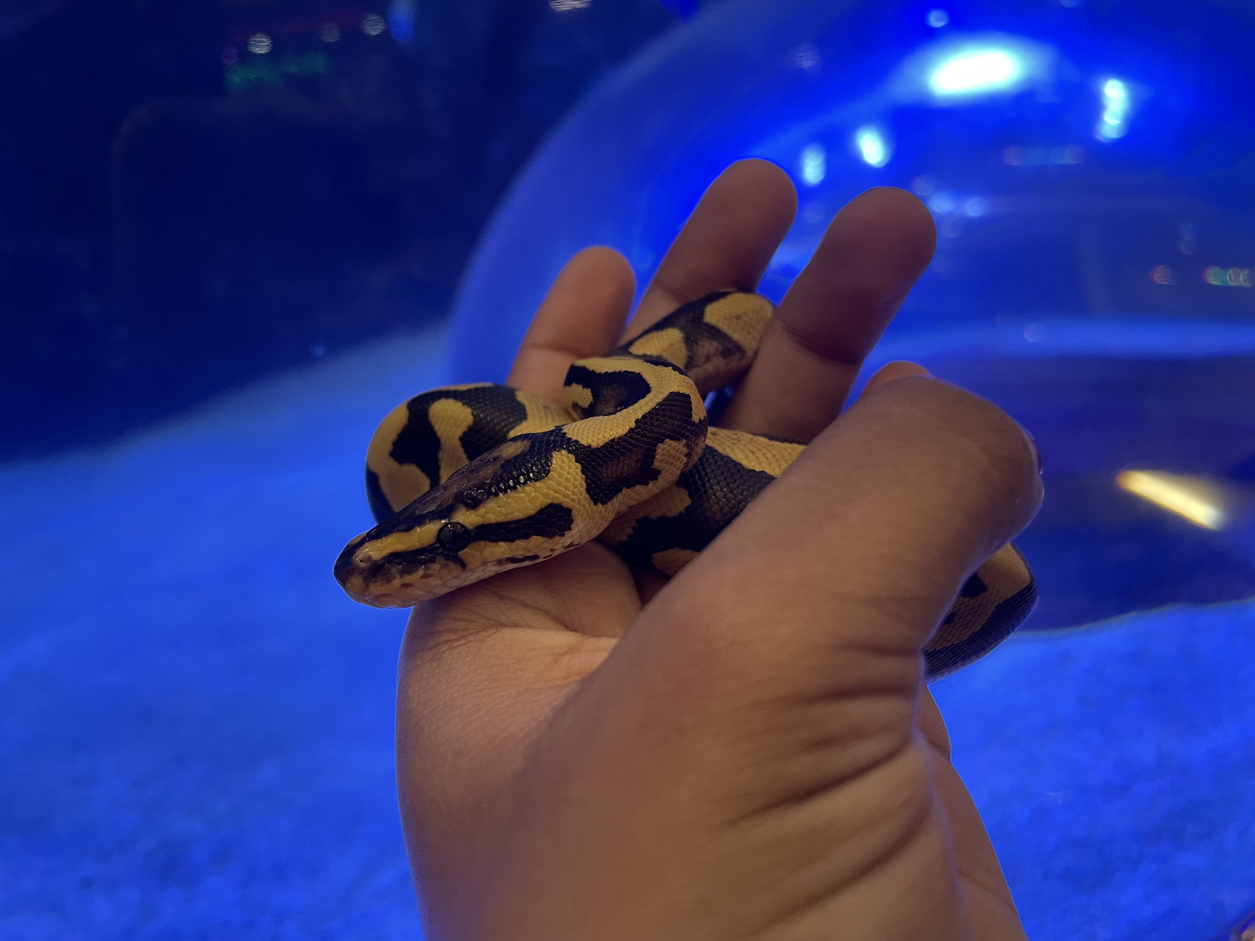 Image of Reptile Realm 2