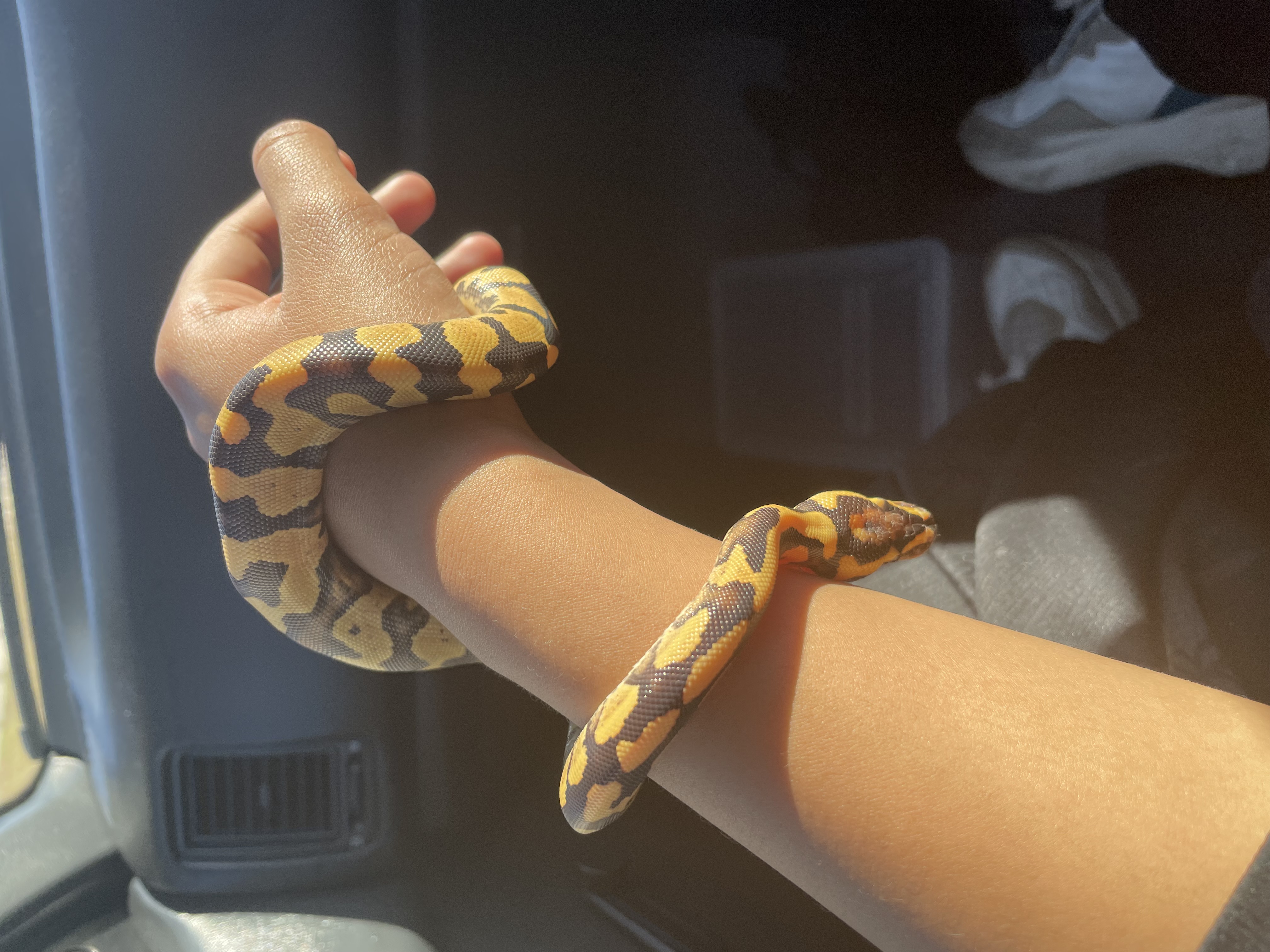 Image of Reptile Realm 3