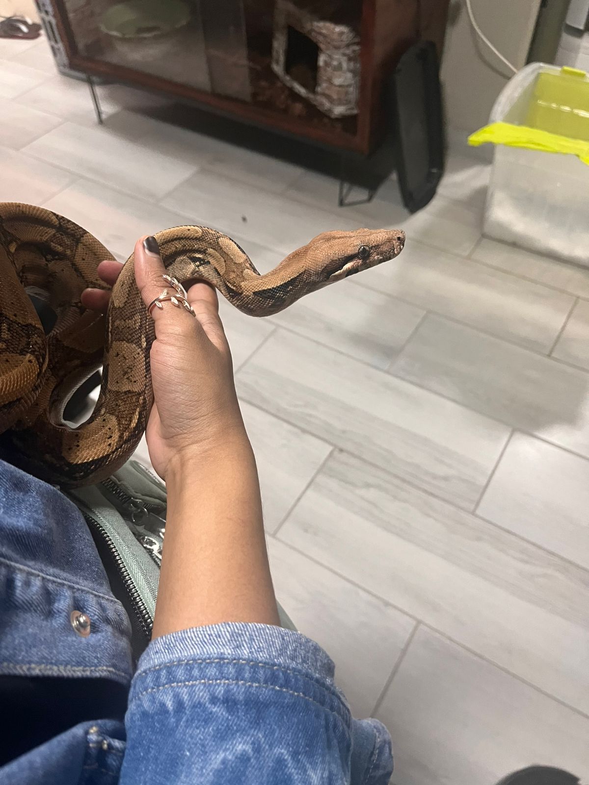 Image of Reptile Realm 4