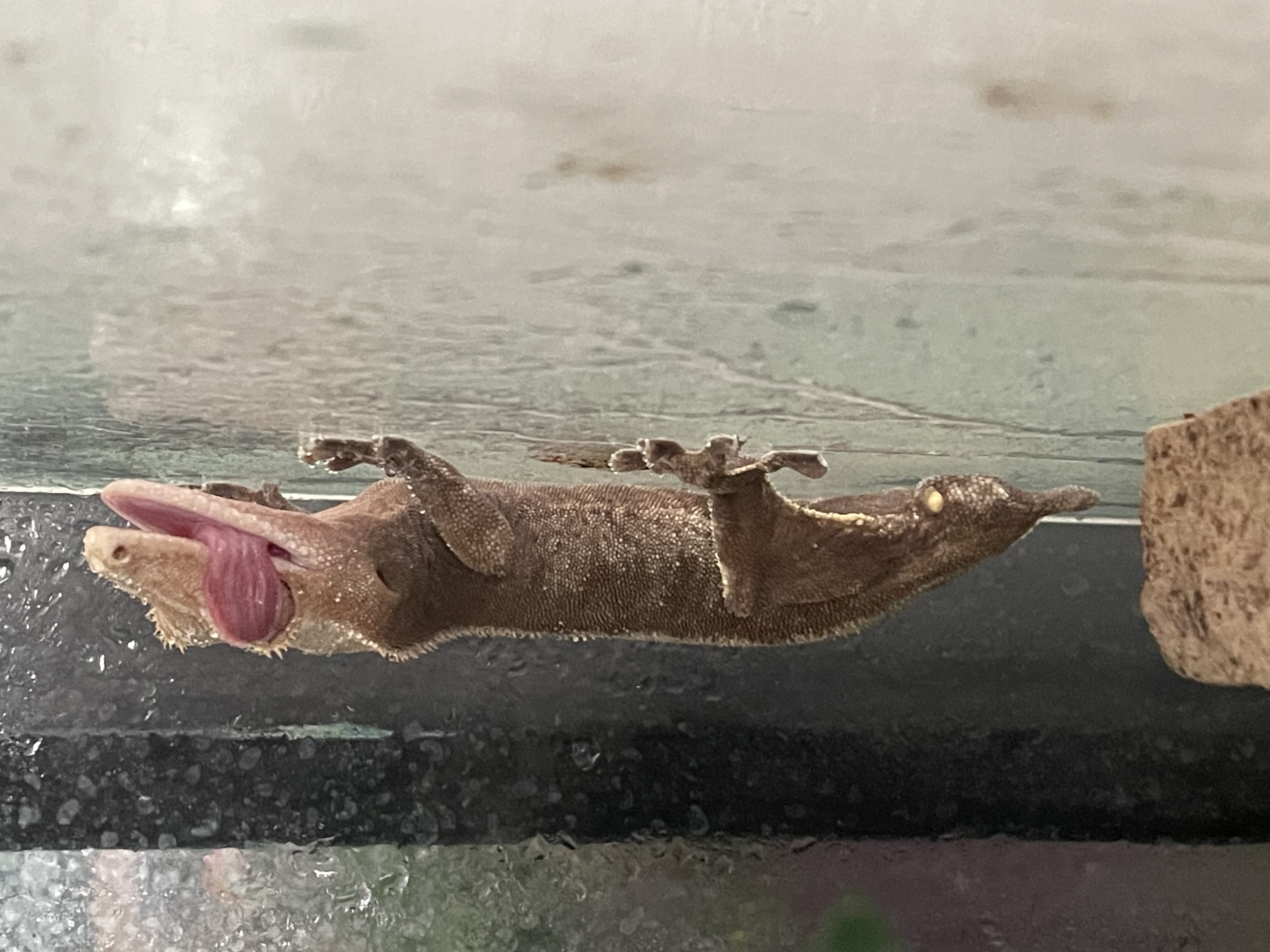 Image of Reptile Realm 5