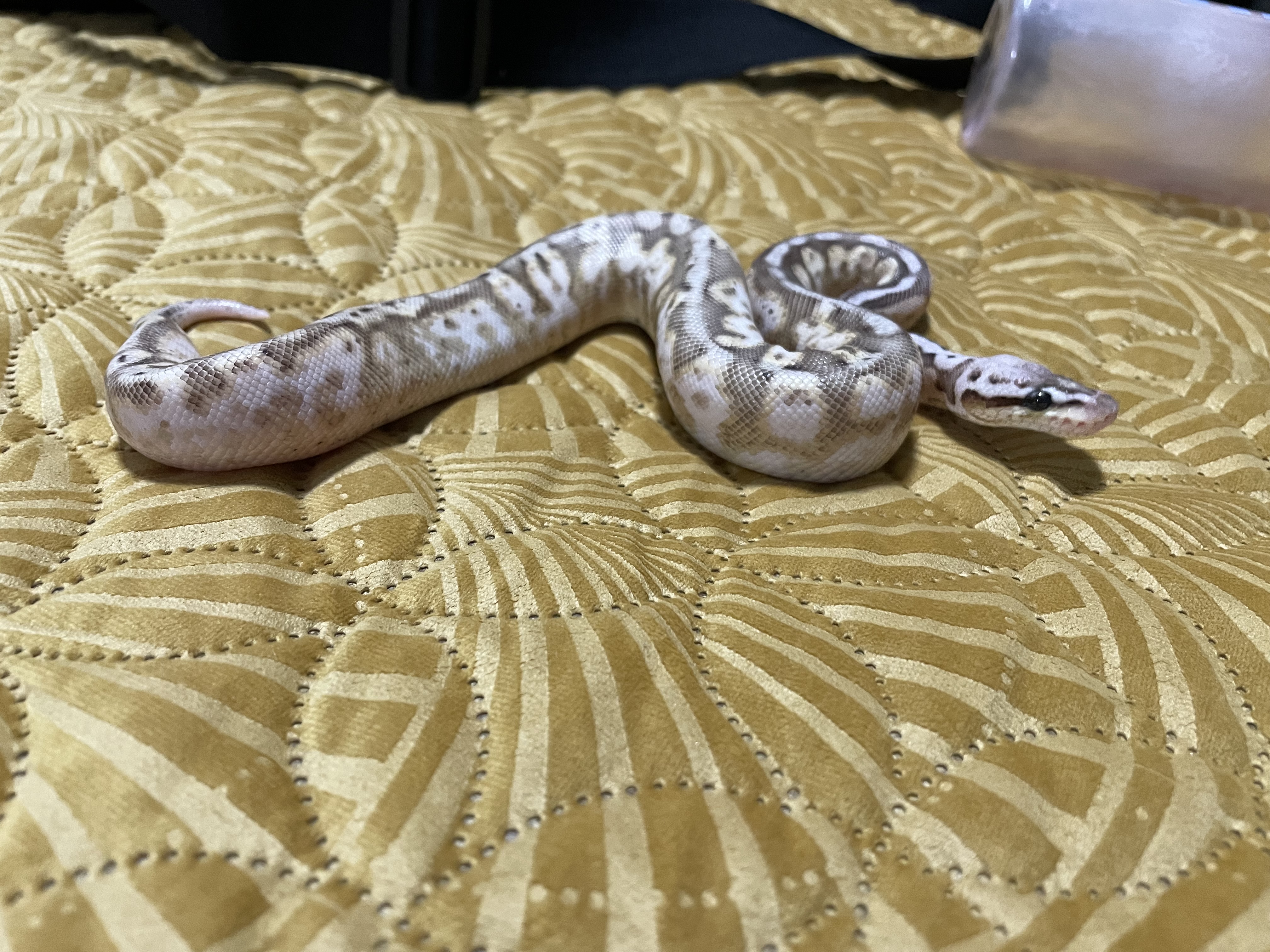 Image of Reptile Realm 6