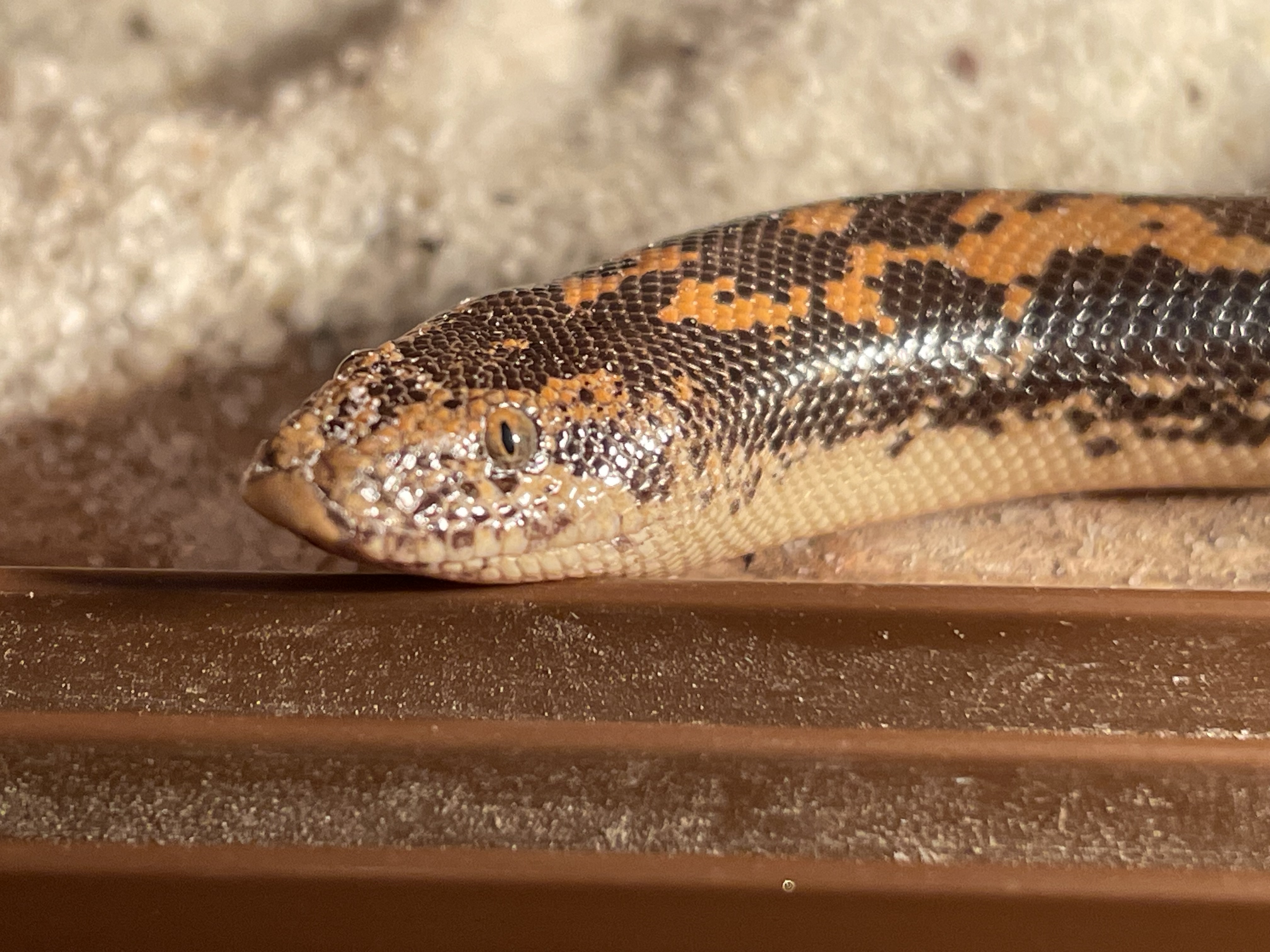 Image of Reptile Realm 7